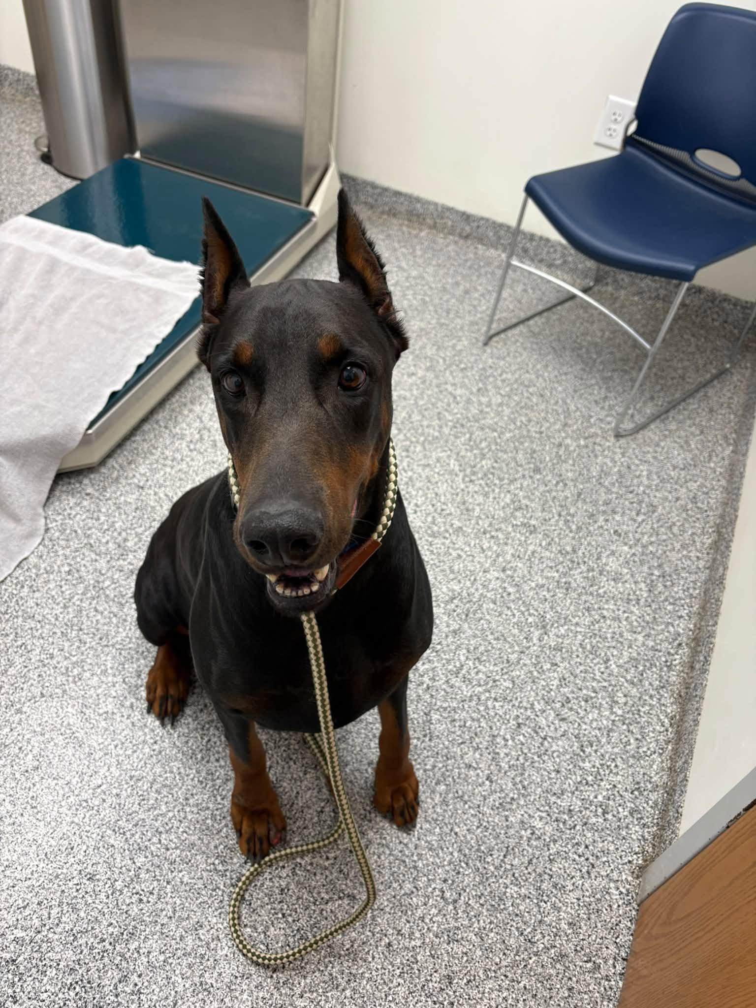 Enlarge Skooby, a Adoptable Doberman Pinscher in Fleetwood, PA image 2/4