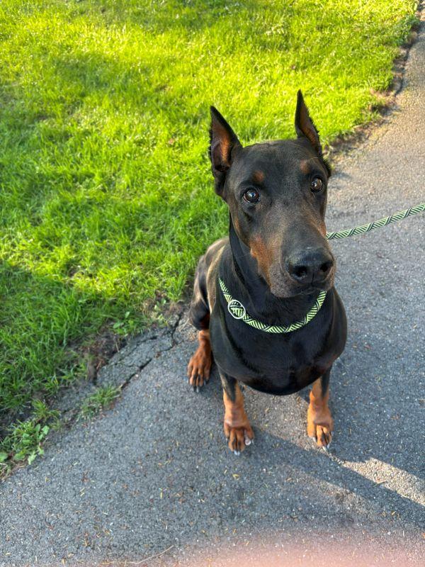 Enlarge Skooby, a Adoptable Doberman Pinscher in Fleetwood, PA image 3/4