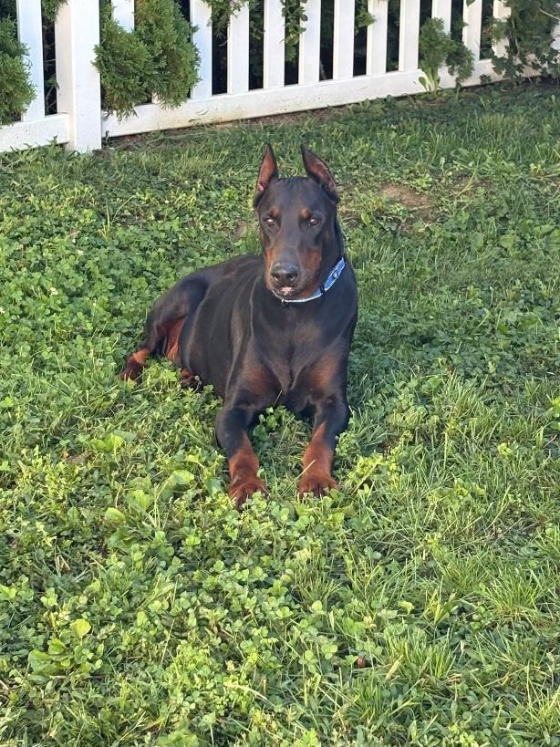 Enlarge Skooby, a Adoptable Doberman Pinscher in Fleetwood, PA image 1/4