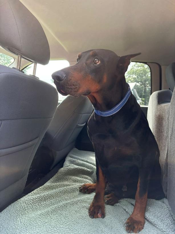 Enlarge Skooby, a Adoptable Doberman Pinscher in Fleetwood, PA image 4/4