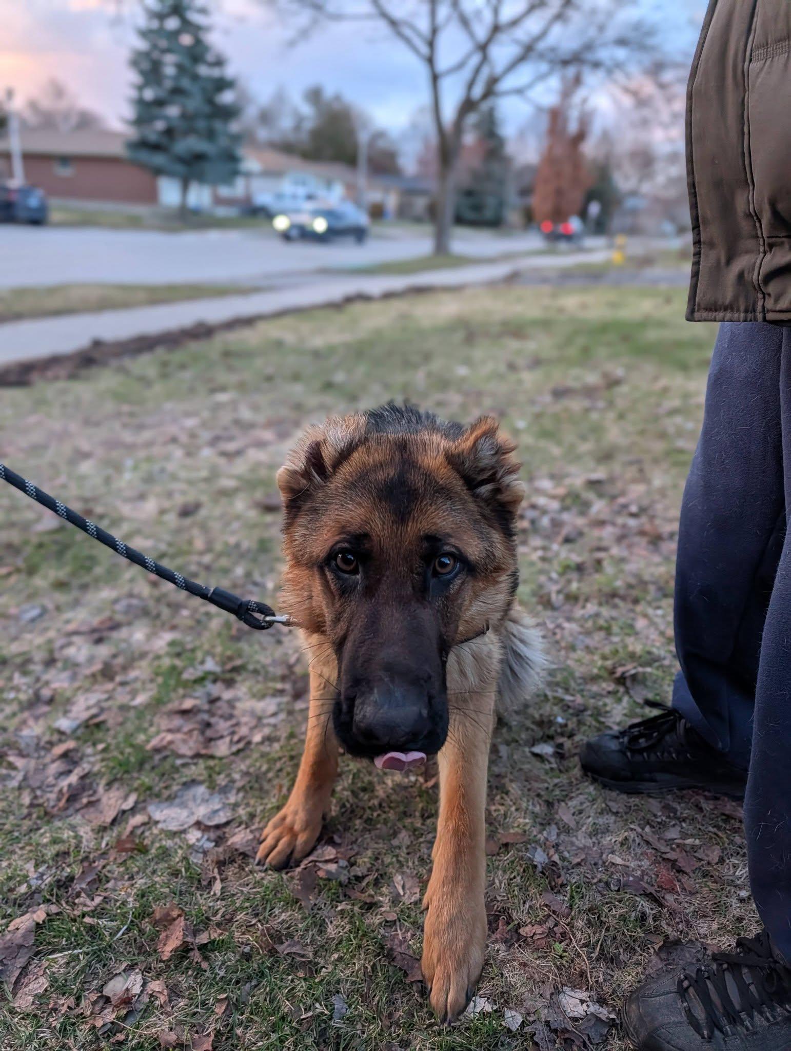Enlarge Nora, a ADOPTABLE German Shepherd Dog in London, ON image 2/6