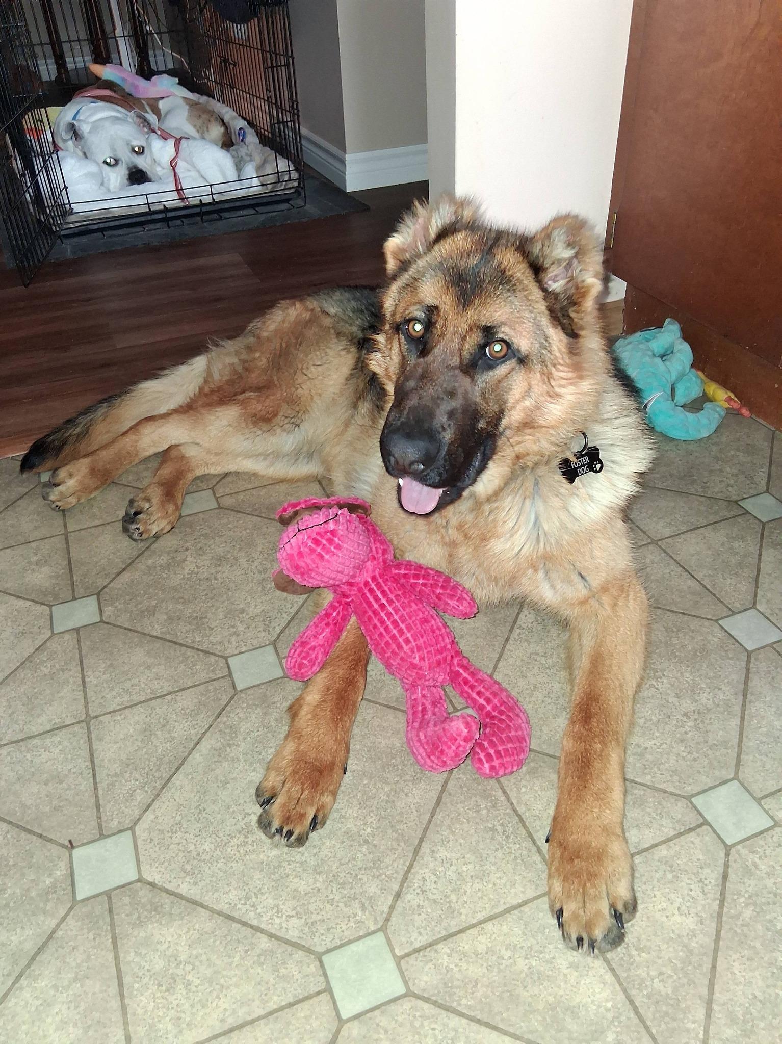 Enlarge Nora, a ADOPTABLE German Shepherd Dog in London, ON image 4/6