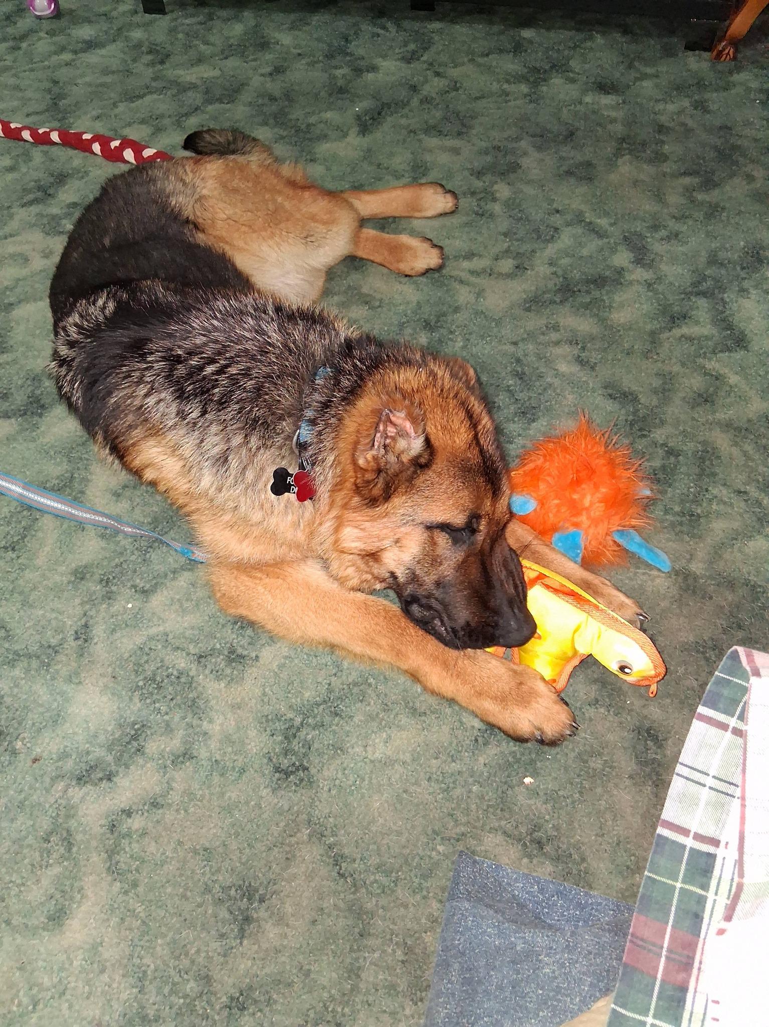Enlarge Nora, a ADOPTABLE German Shepherd Dog in London, ON image 5/6