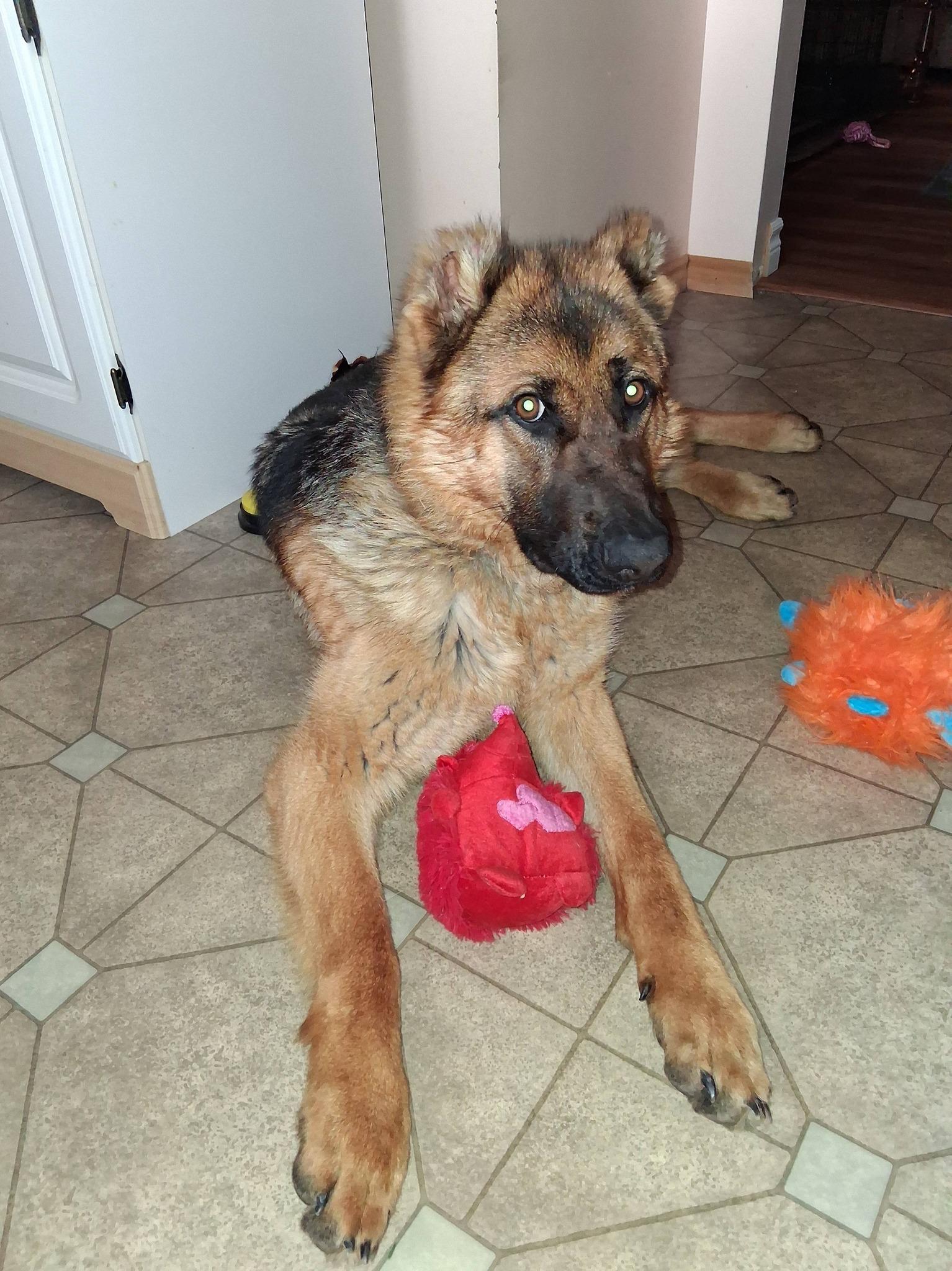 Enlarge Nora, a ADOPTABLE German Shepherd Dog in London, ON image 6/6