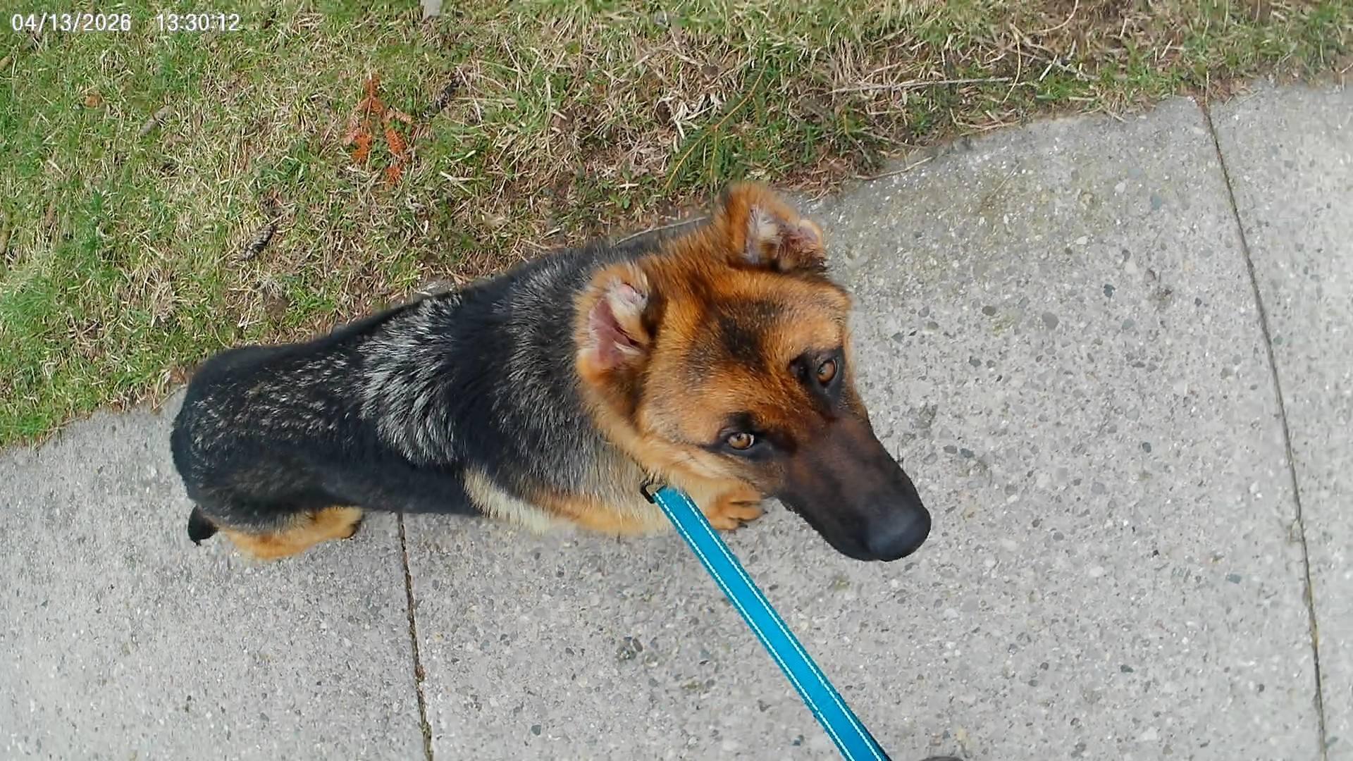 Enlarge Nora, a ADOPTABLE German Shepherd Dog in London, ON image 3/6