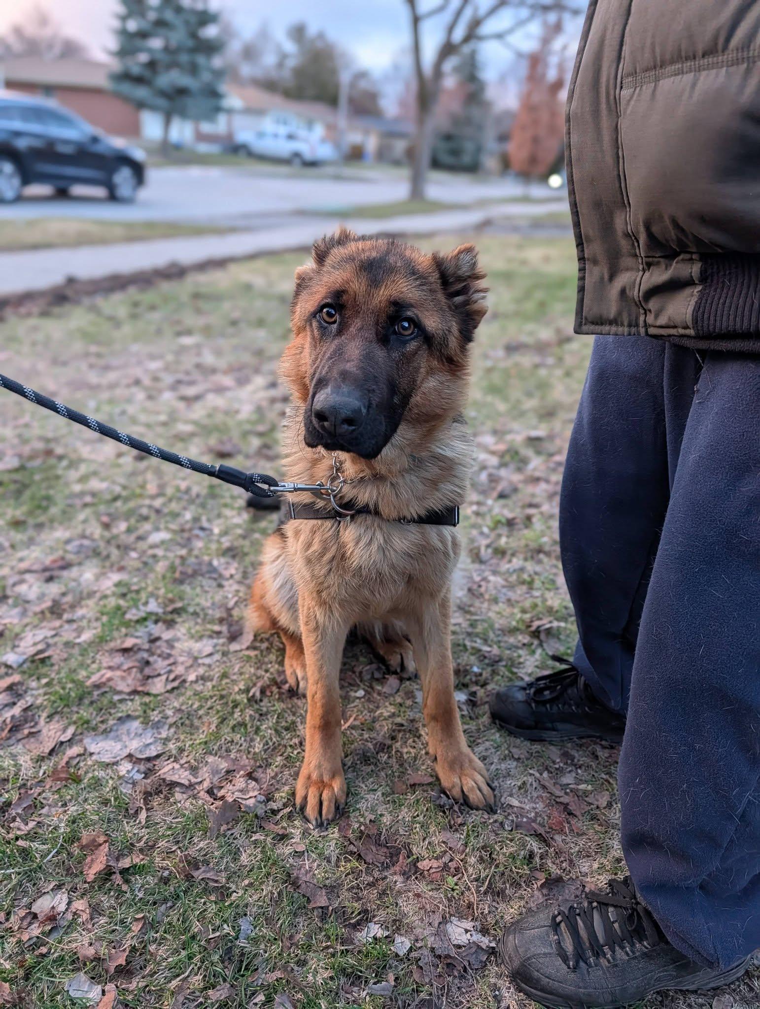 Nora, ADOPTABLE, Young Female German Shepherd Dog.