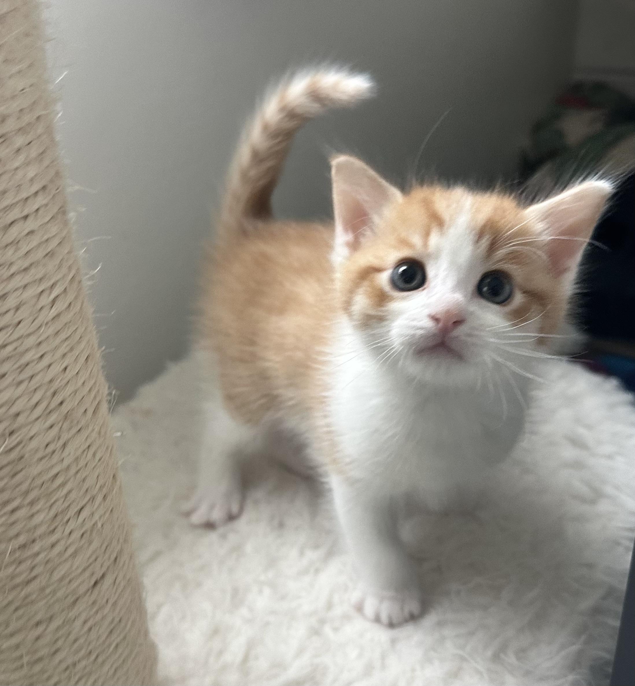 Enlarge Mama Ariya , an adopted Domestic Short Hair in HUNTINGTON BEACH, CA image 2/6