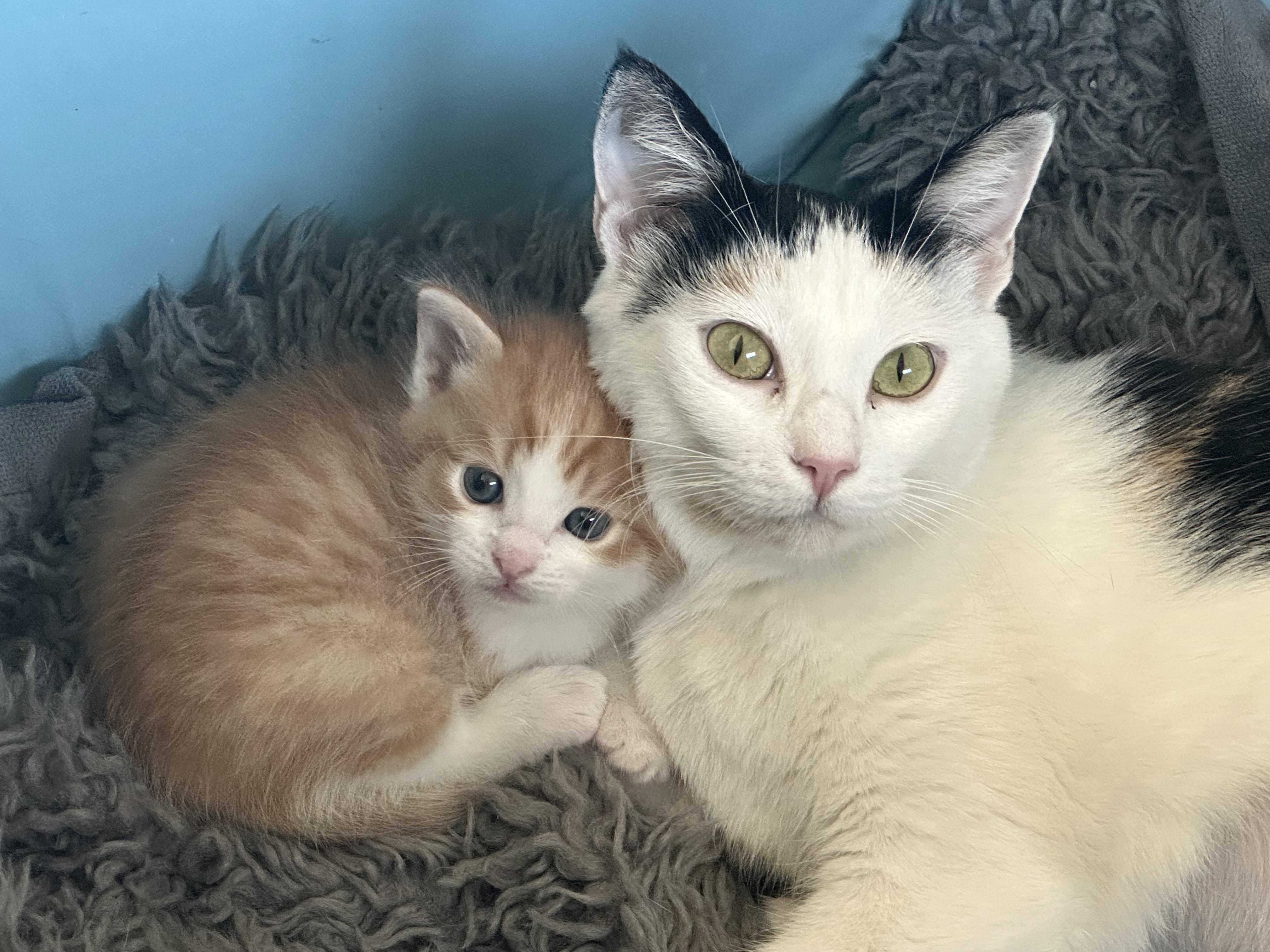 Enlarge Mama Ariya , an adopted Domestic Short Hair in HUNTINGTON BEACH, CA image 3/6