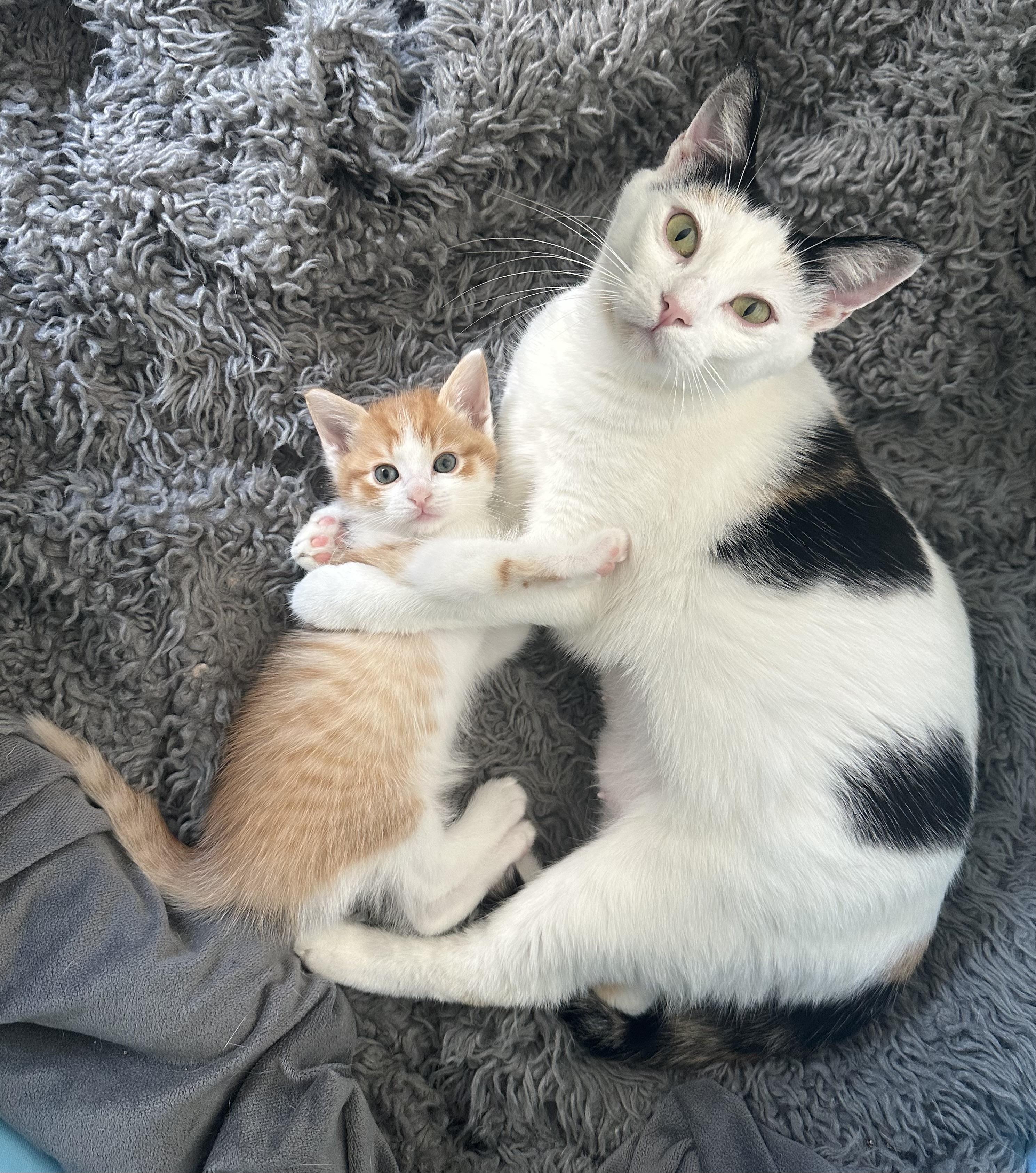 Enlarge Mama Ariya , an adopted Domestic Short Hair in HUNTINGTON BEACH, CA image 1/6