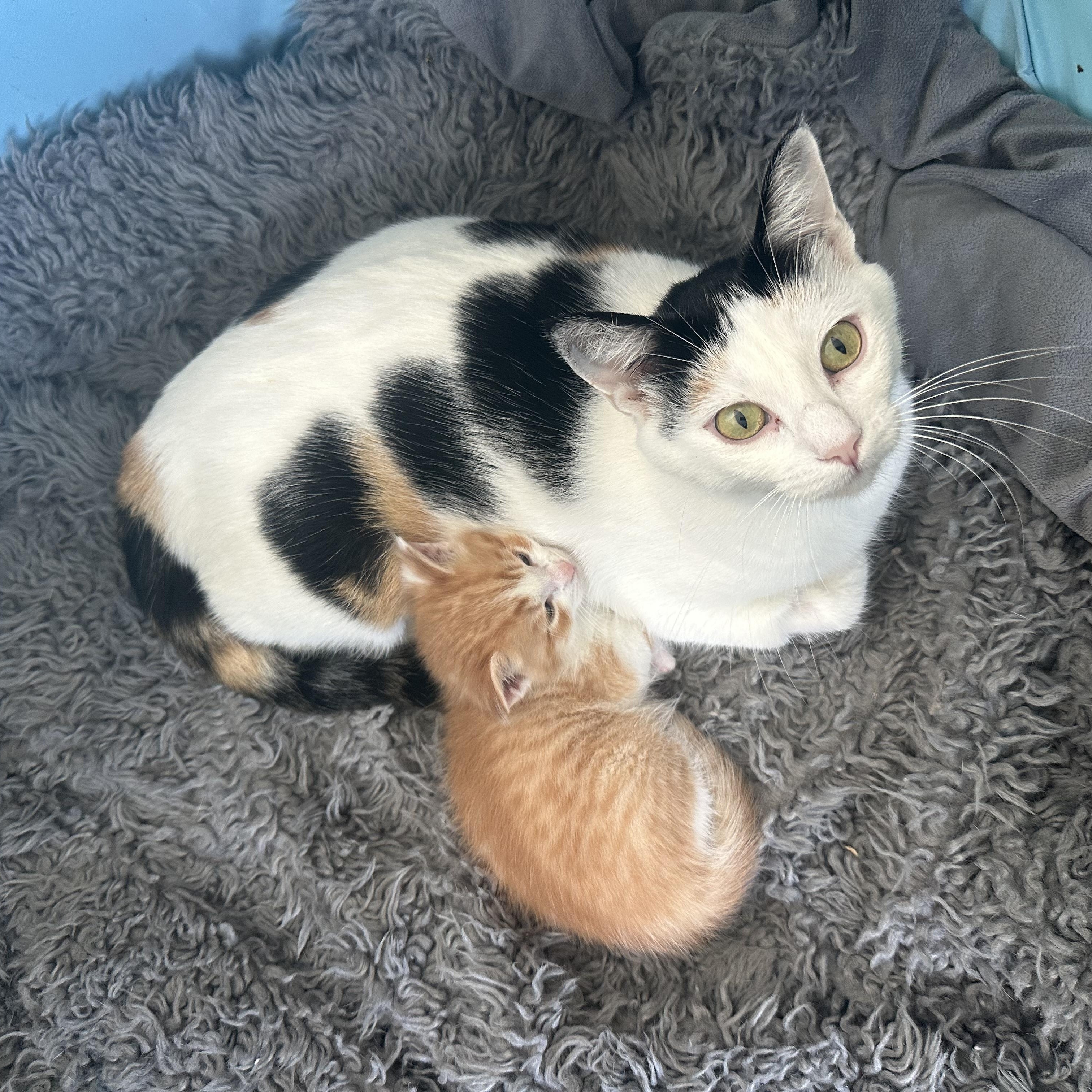 Enlarge Mama Ariya , an adopted Domestic Short Hair in HUNTINGTON BEACH, CA image 4/6