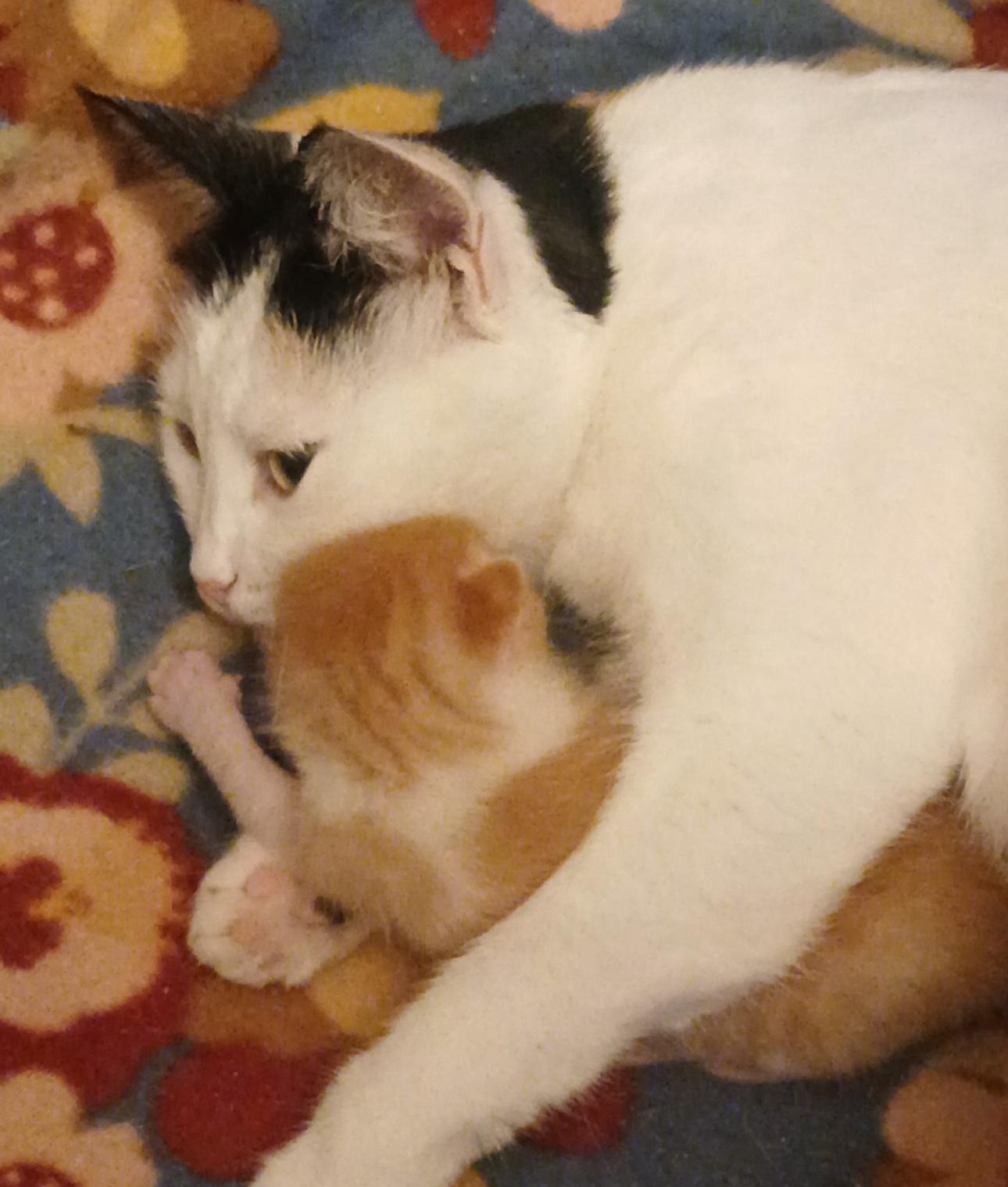 Enlarge Mama Ariya , an adopted Domestic Short Hair in HUNTINGTON BEACH, CA image 5/6