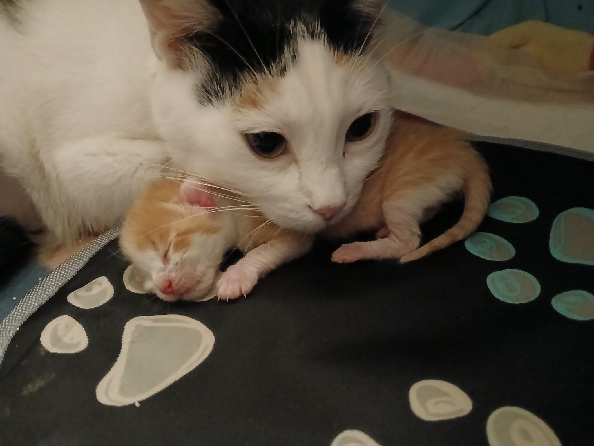 Enlarge Mama Ariya , an adopted Domestic Short Hair in HUNTINGTON BEACH, CA image 6/6