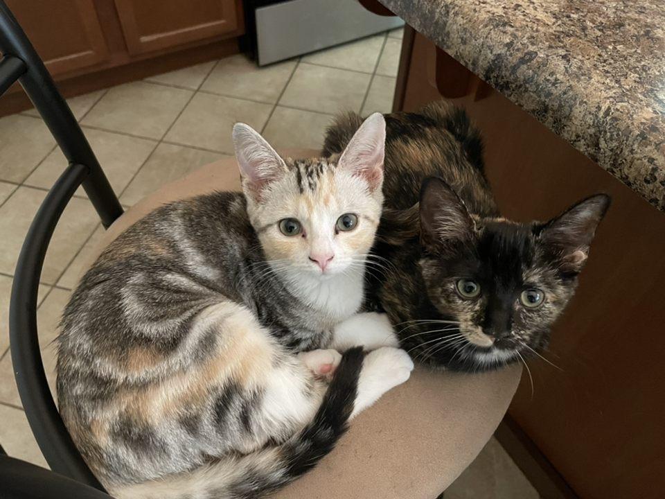 Enlarge Phoebe, a Adopted mixed breed in Raleigh, NC image 2/3