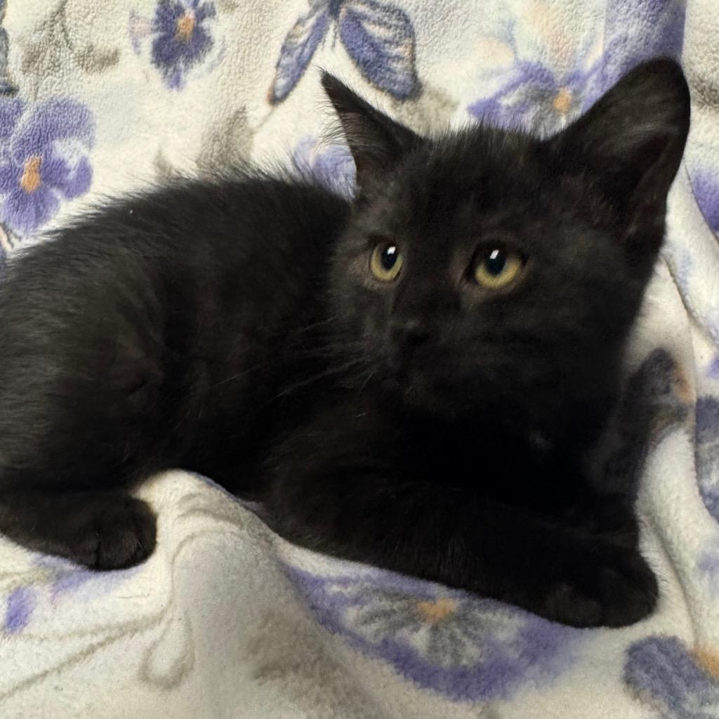 Enlarge Orbit, a Adoptable mixed breed in Olean, NY image 2/4