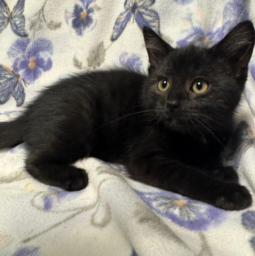 Enlarge Orbit, a Adoptable mixed breed in Olean, NY image 3/4