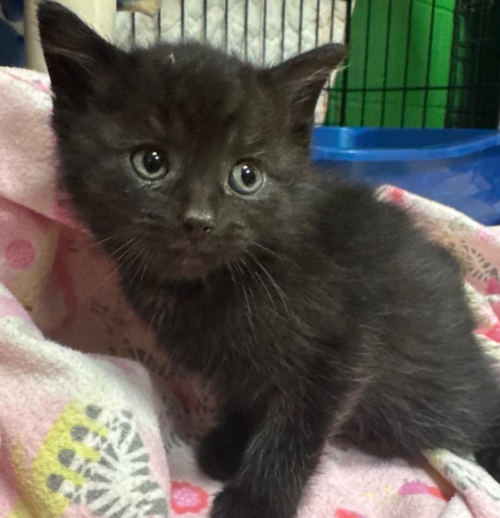 Enlarge Orbit, a Adoptable mixed breed in Olean, NY image 4/4