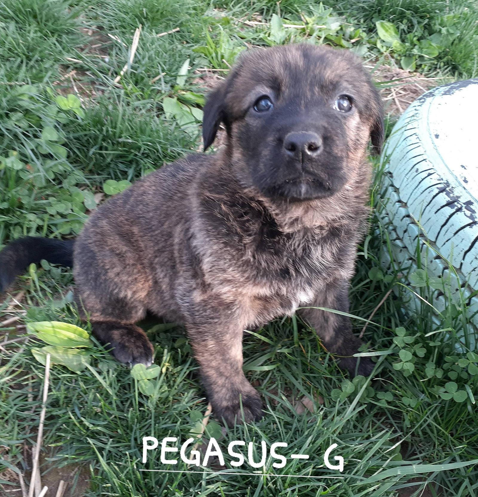 Enlarge Pegasus, a Adoptable mixed breed in Sparta, NJ image 1/1