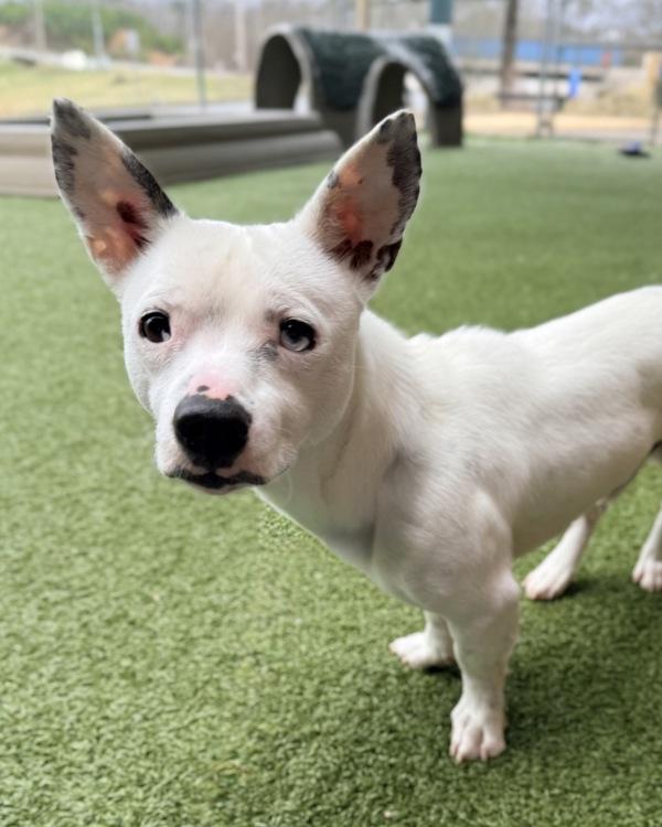 Enlarge Chenny, a Adoptable mixed breed in Canton, GA image 1/2