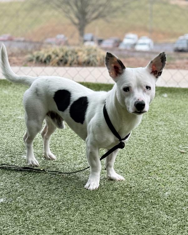 Enlarge Chenny, a Adoptable mixed breed in Canton, GA image 2/2