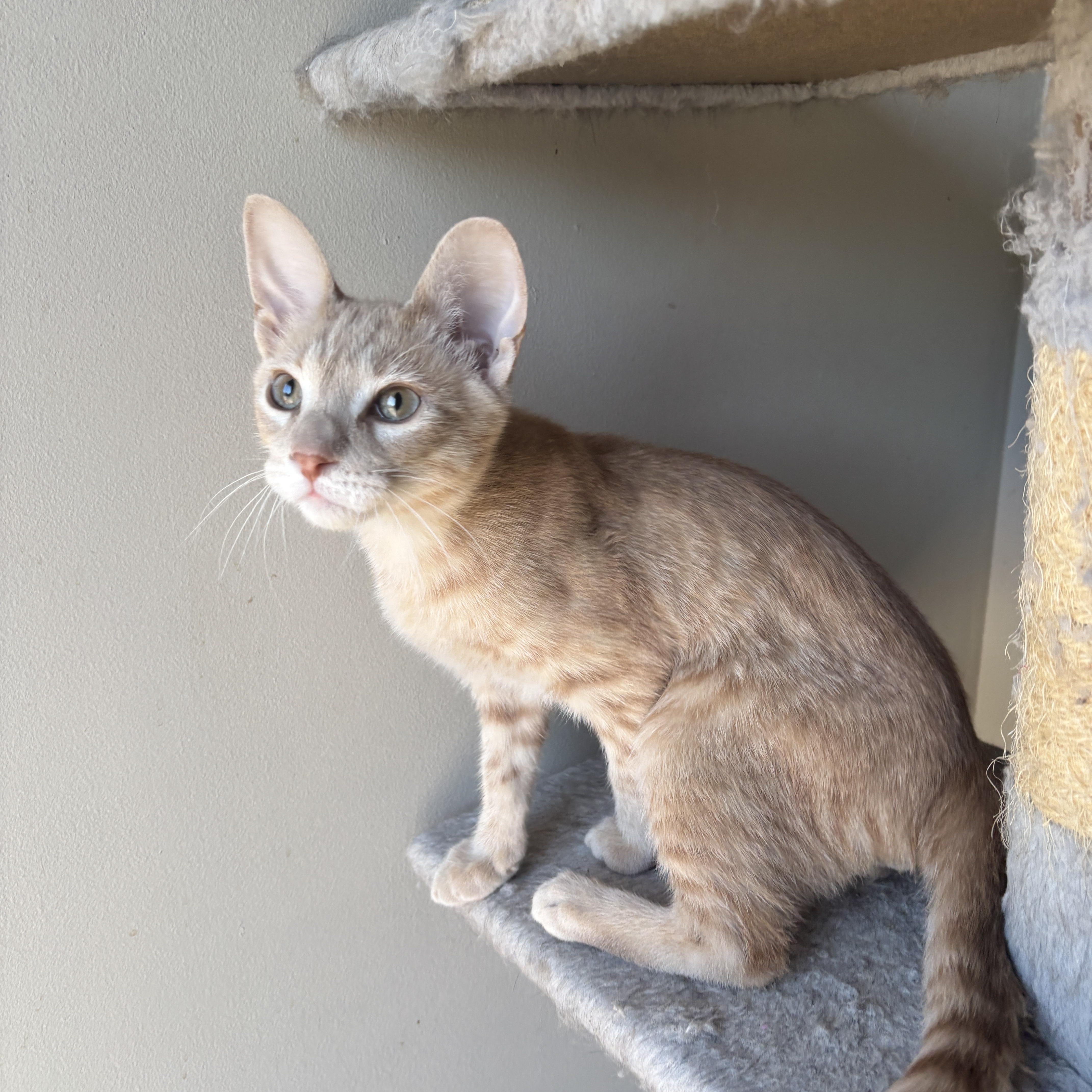 Enlarge EMMETT, a ADOPTABLE Domestic Short Hair in Shakespeare, ON image 3/6