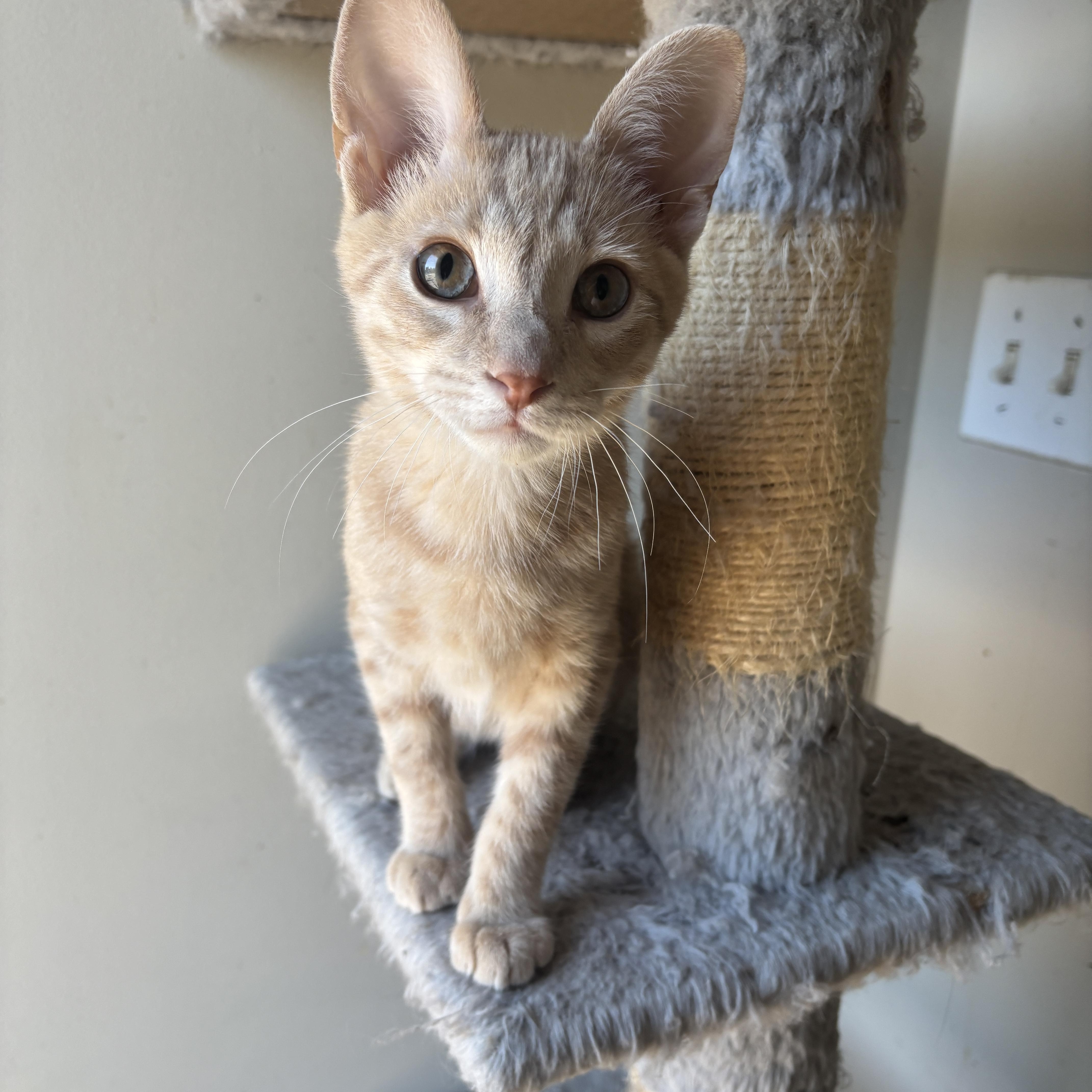 Enlarge EMMETT, a ADOPTABLE Domestic Short Hair in Shakespeare, ON image 1/6
