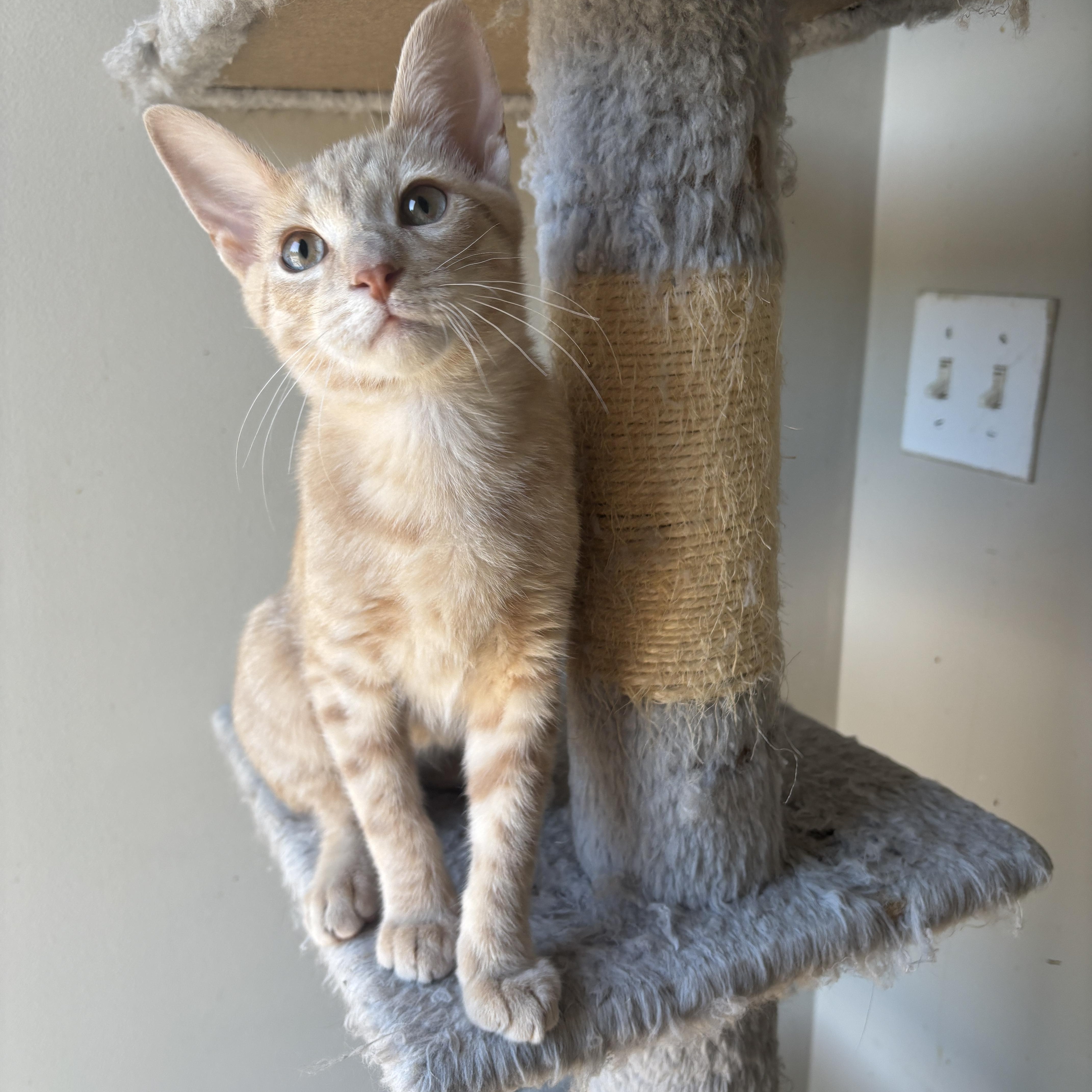 Enlarge EMMETT, a ADOPTABLE Domestic Short Hair in Shakespeare, ON image 6/6