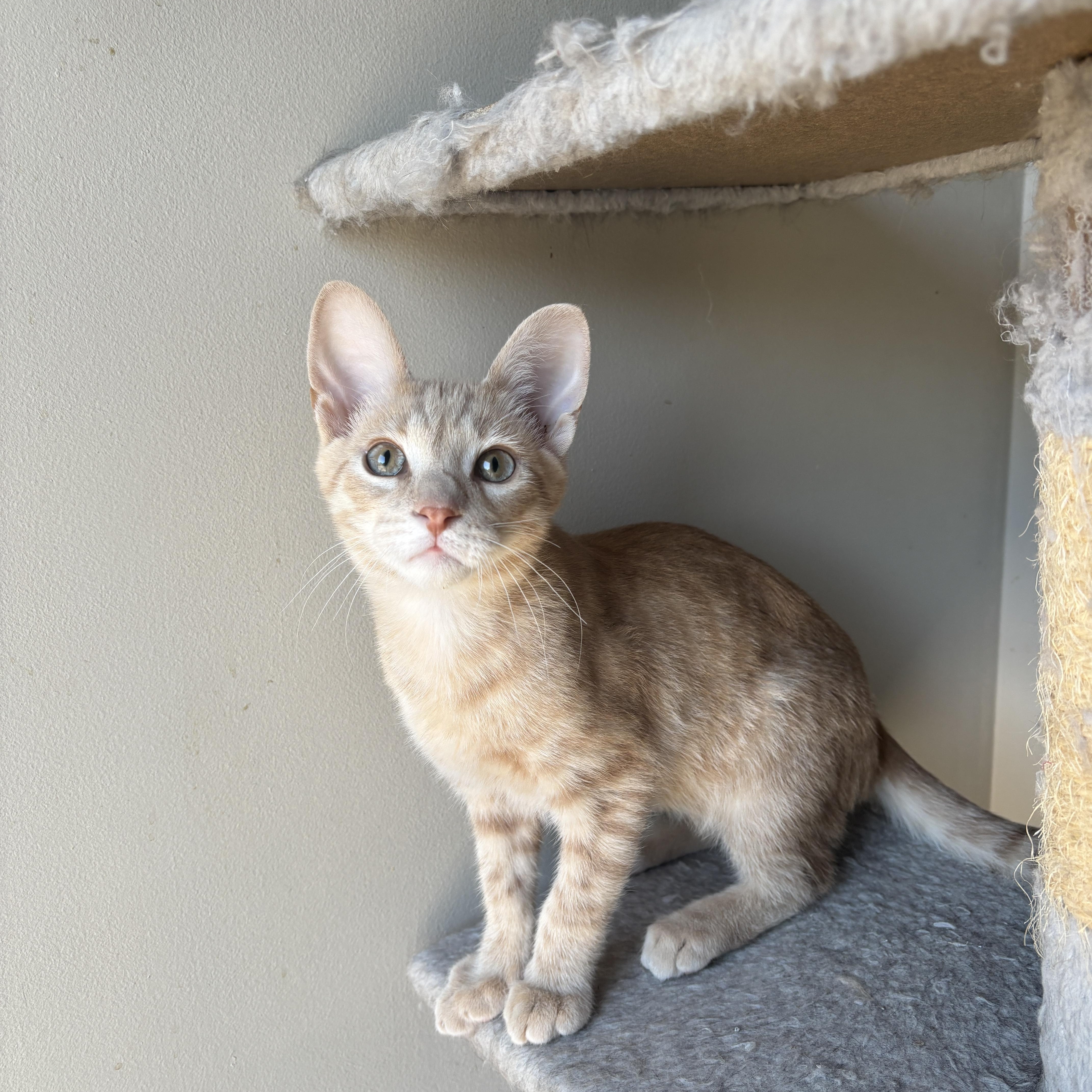 Enlarge EMMETT, a ADOPTABLE Domestic Short Hair in Shakespeare, ON image 5/6