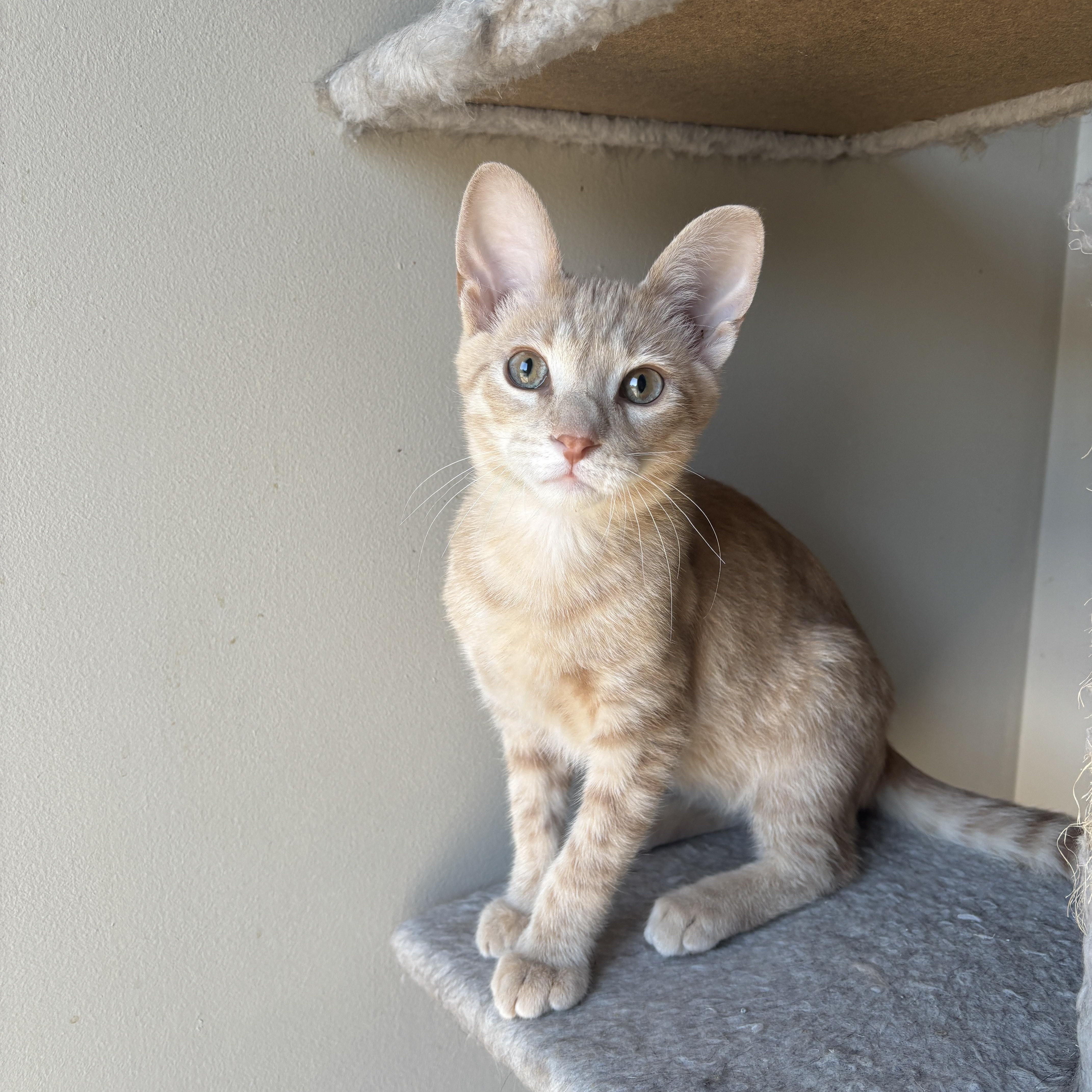 Enlarge EMMETT, a ADOPTABLE Domestic Short Hair in Shakespeare, ON image 2/6
