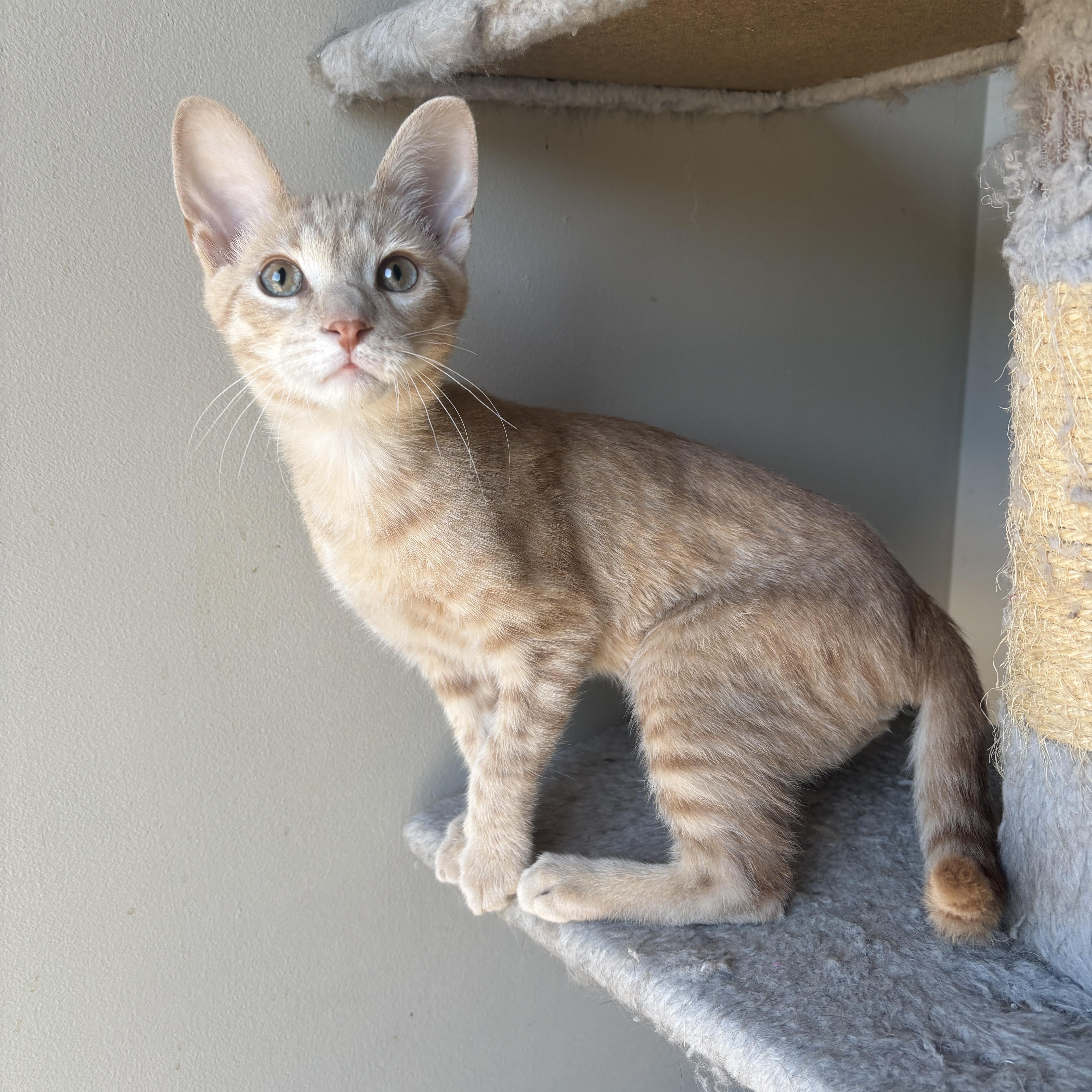 Enlarge EMMETT, a ADOPTABLE Domestic Short Hair in Shakespeare, ON image 4/6
