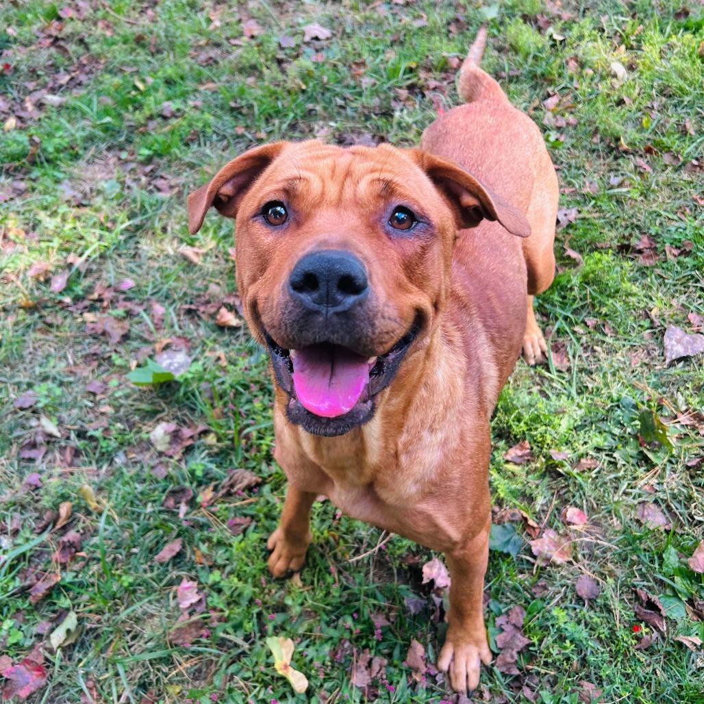 Athena, Adoptable, Adult Female American Staffordshire Terrier & Rottweiler.