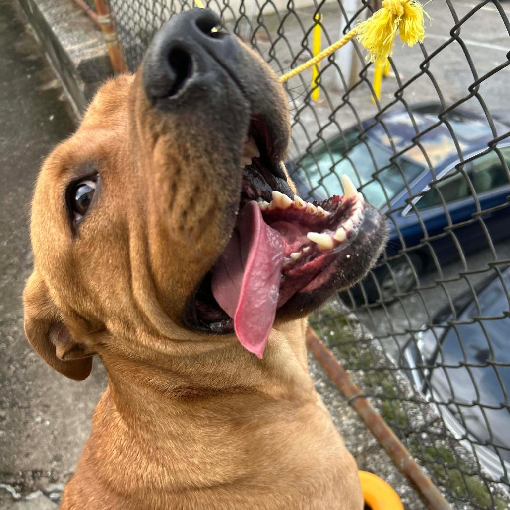 Athena, Adoptable, Adult Female American Staffordshire Terrier & Rottweiler.