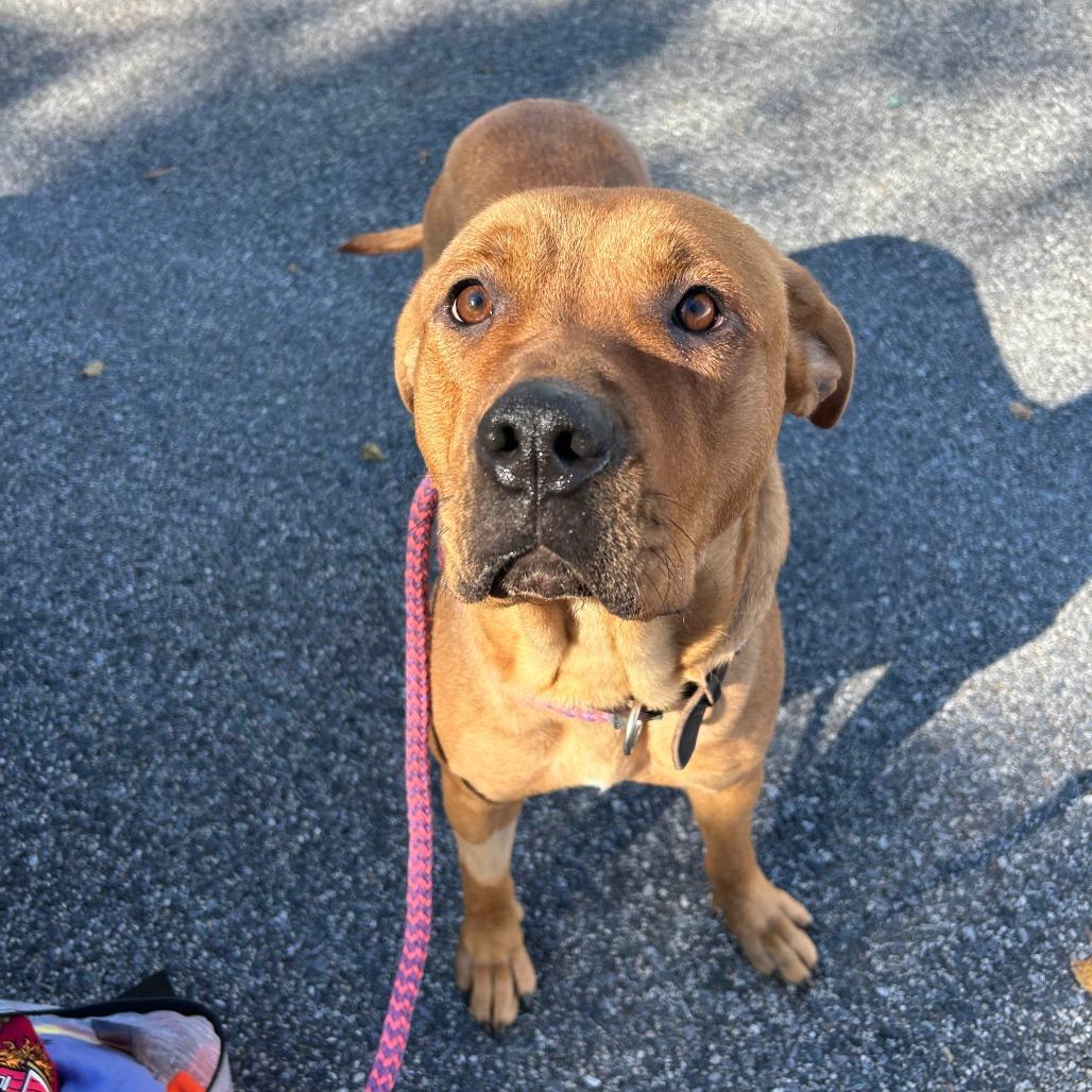 Enlarge Athena, a Adoptable mixed breed in Jarrettsville, MD image 2/6