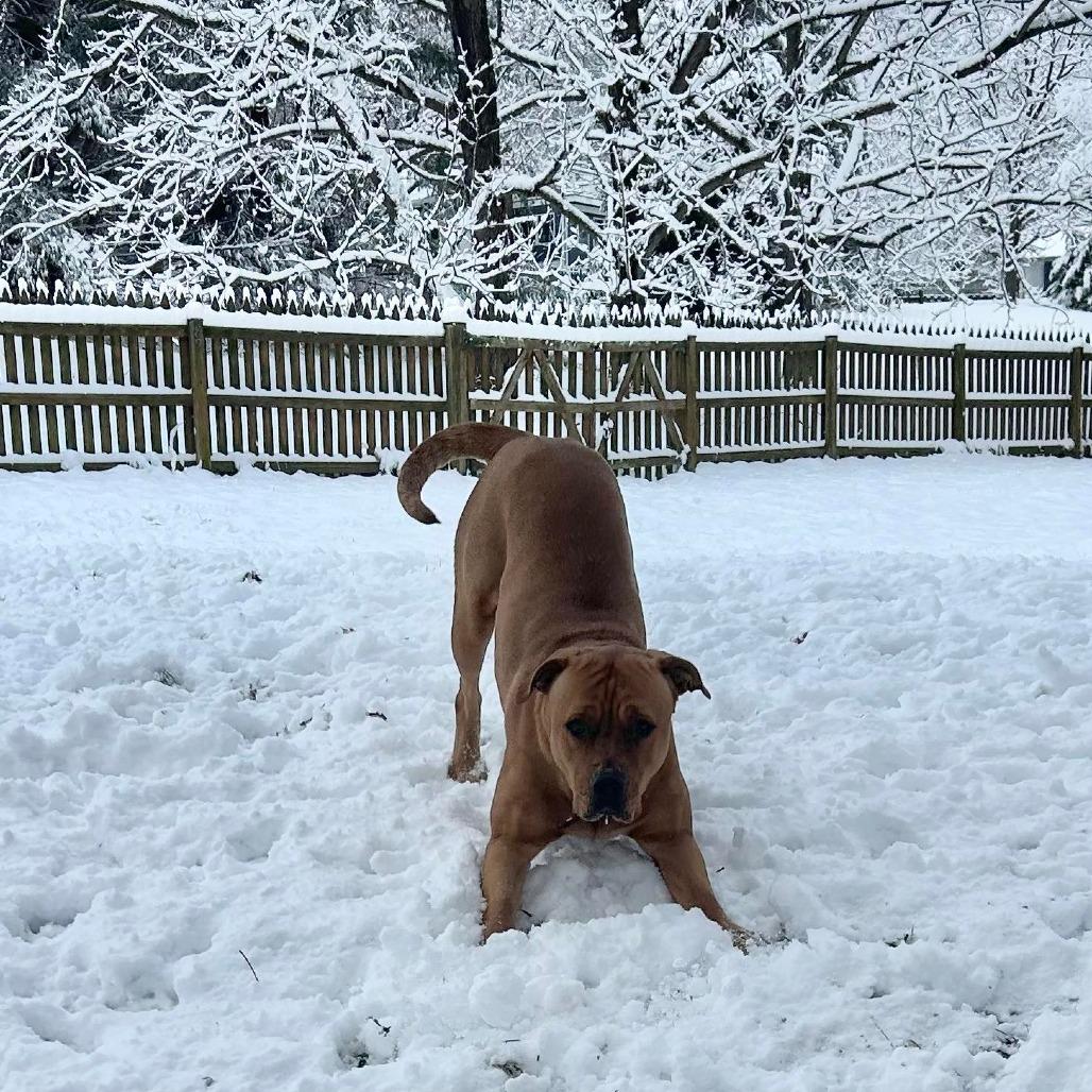 Enlarge Athena, a Adoptable mixed breed in Jarrettsville, MD image 3/6