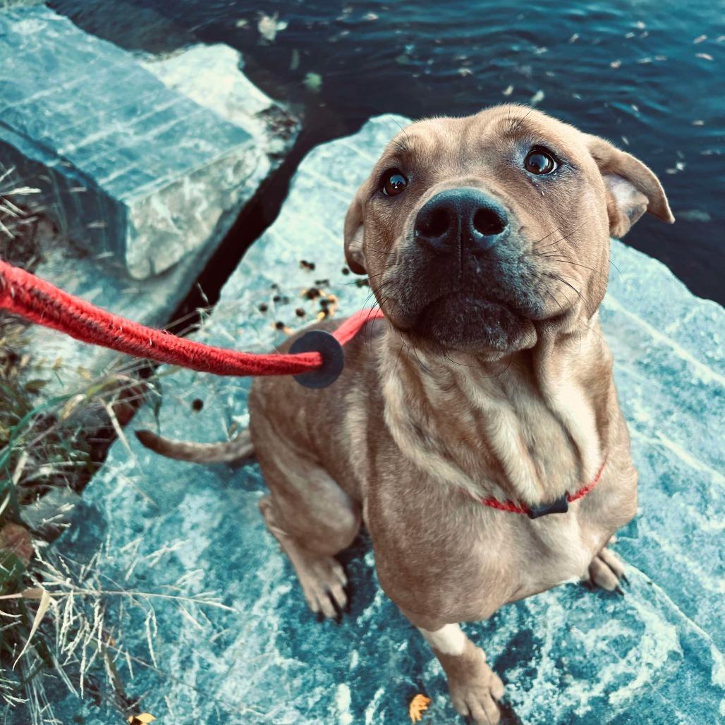 Enlarge Athena, a Adoptable mixed breed in Jarrettsville, MD image 4/6