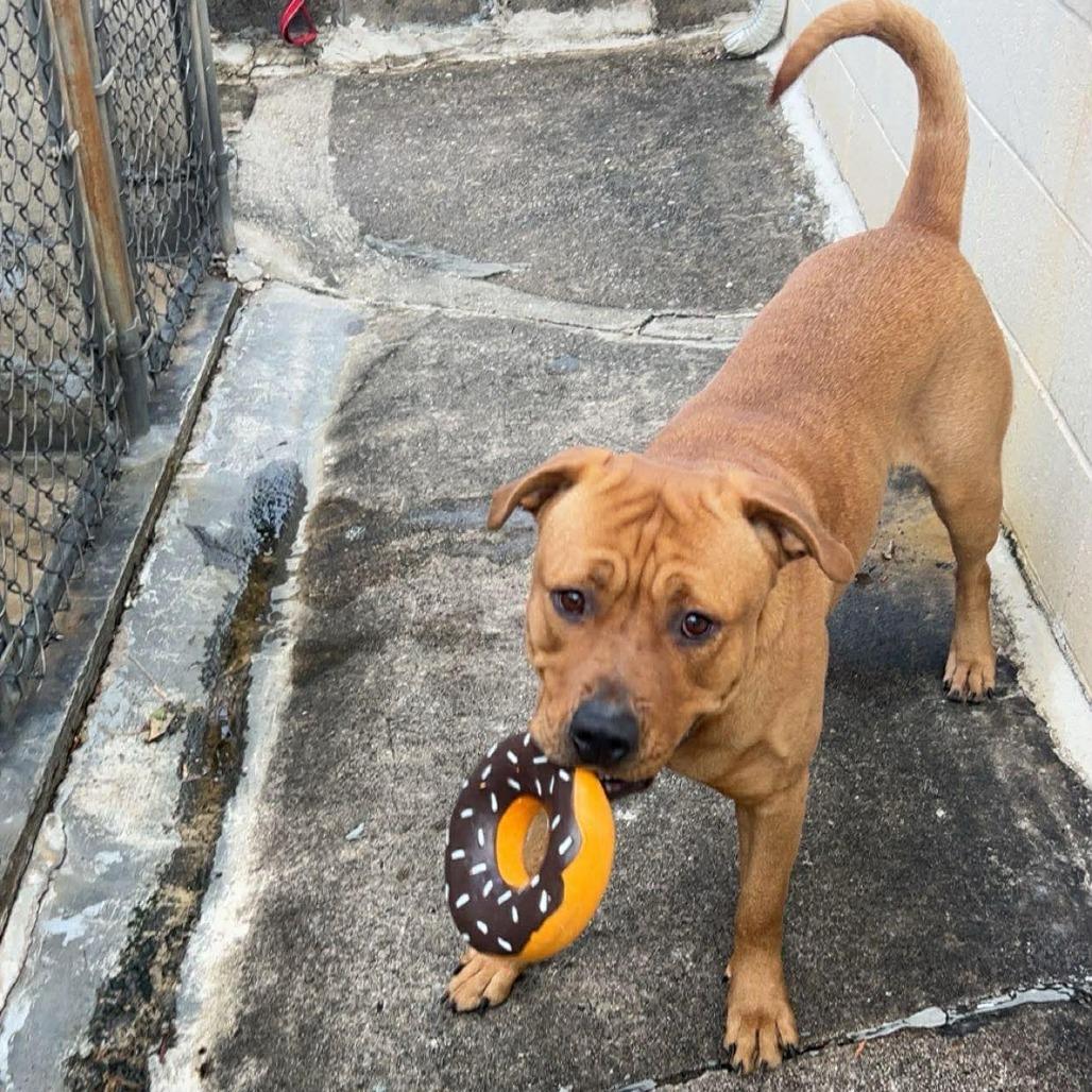 Enlarge Athena, a Adoptable mixed breed in Jarrettsville, MD image 5/6