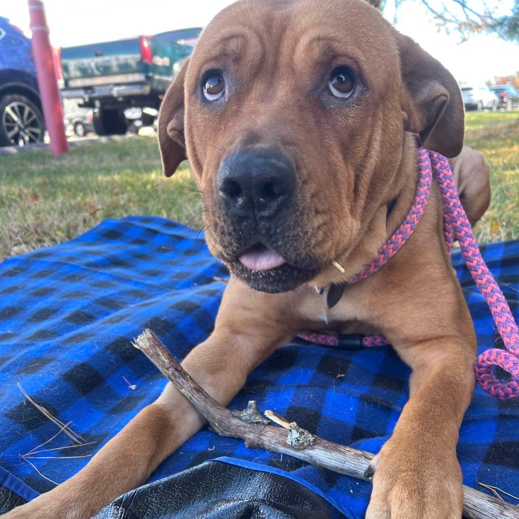 Enlarge Athena, a Adoptable mixed breed in Jarrettsville, MD image 6/6