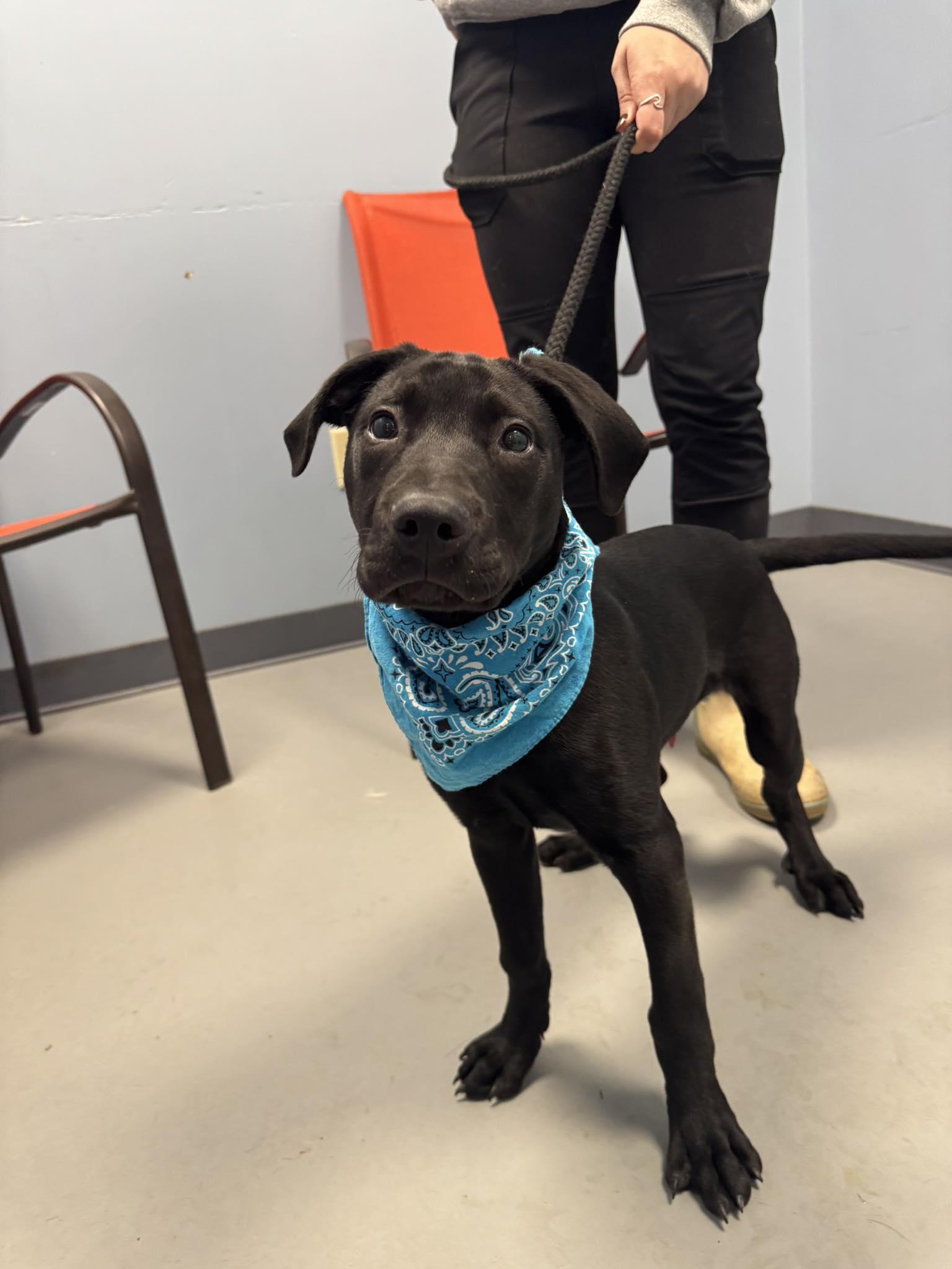 Enlarge Brisco, an adopted mixed breed in Zanesville, OH image 1/2