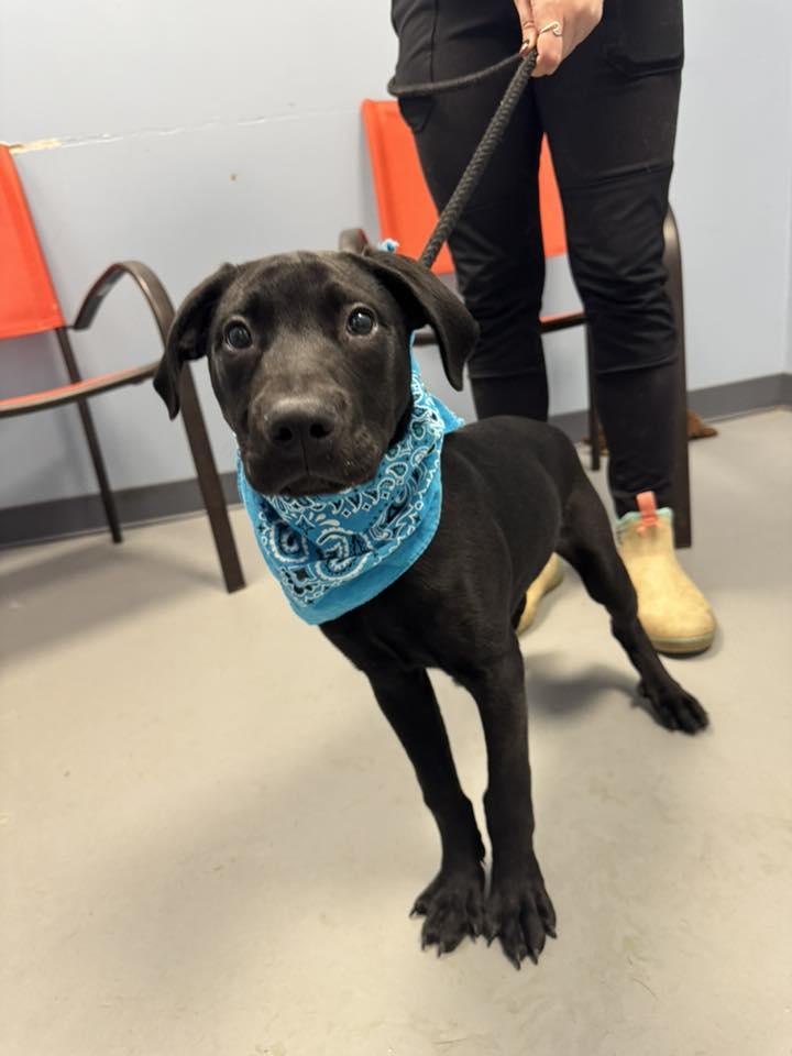 Enlarge Brisco, an adopted mixed breed in Zanesville, OH image 2/2