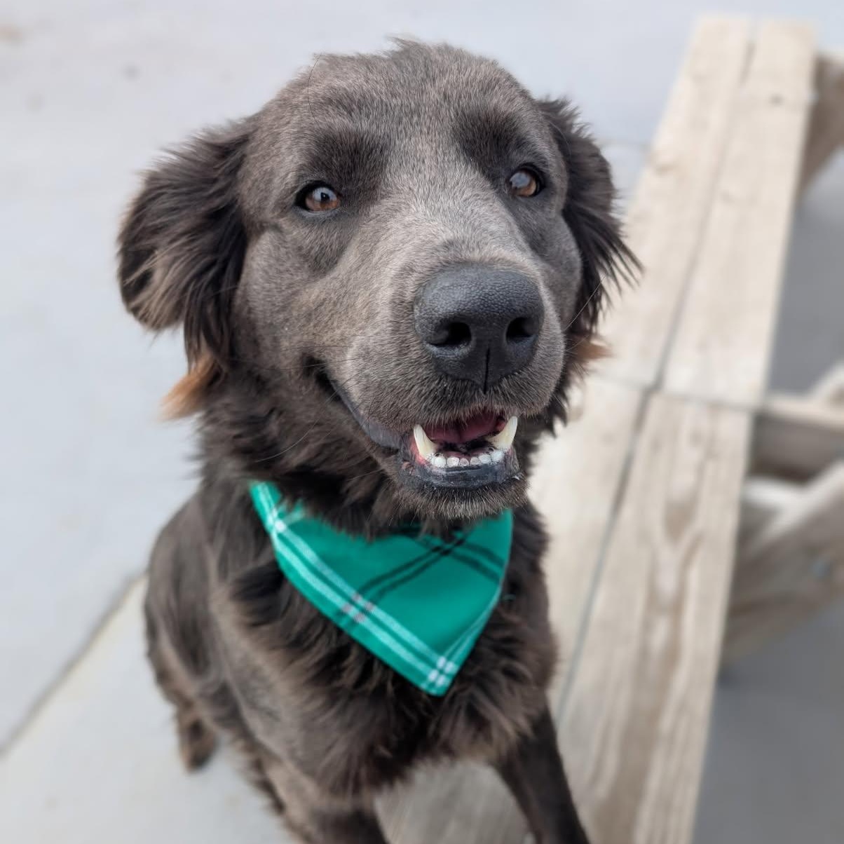 MISS JACKSON, Young Female Flat-Coated Retriever