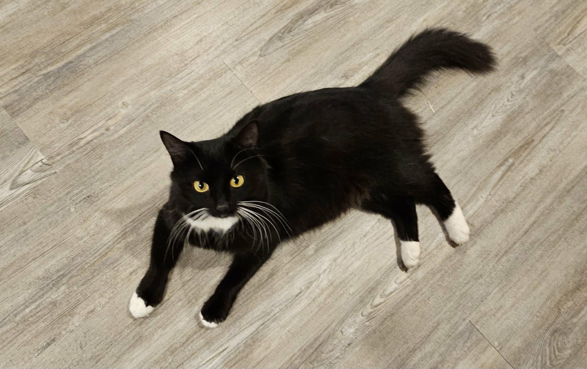 Enlarge Whiskers , an adopted Domestic Short Hair in Enfield, CT image 1/5