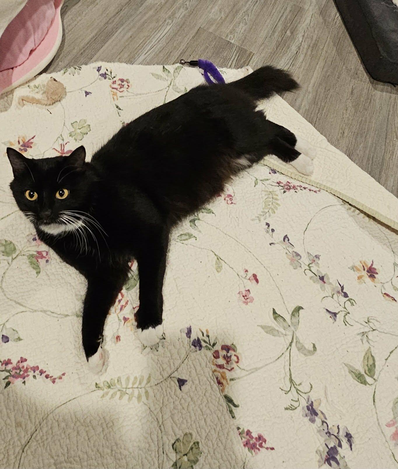 Enlarge Whiskers , an adopted Domestic Short Hair in Enfield, CT image 2/5