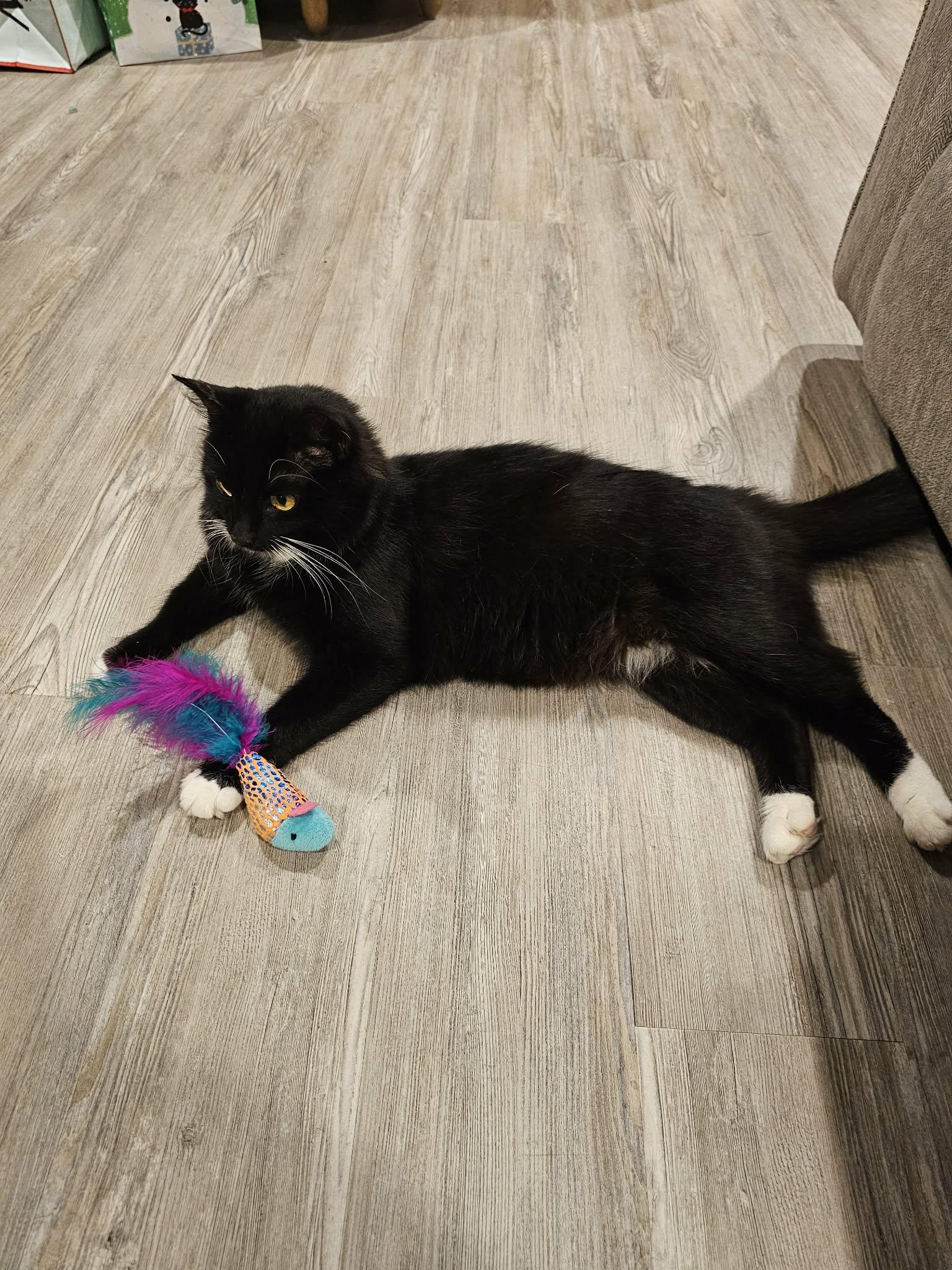 Enlarge Whiskers , an adopted Domestic Short Hair in Enfield, CT image 3/5