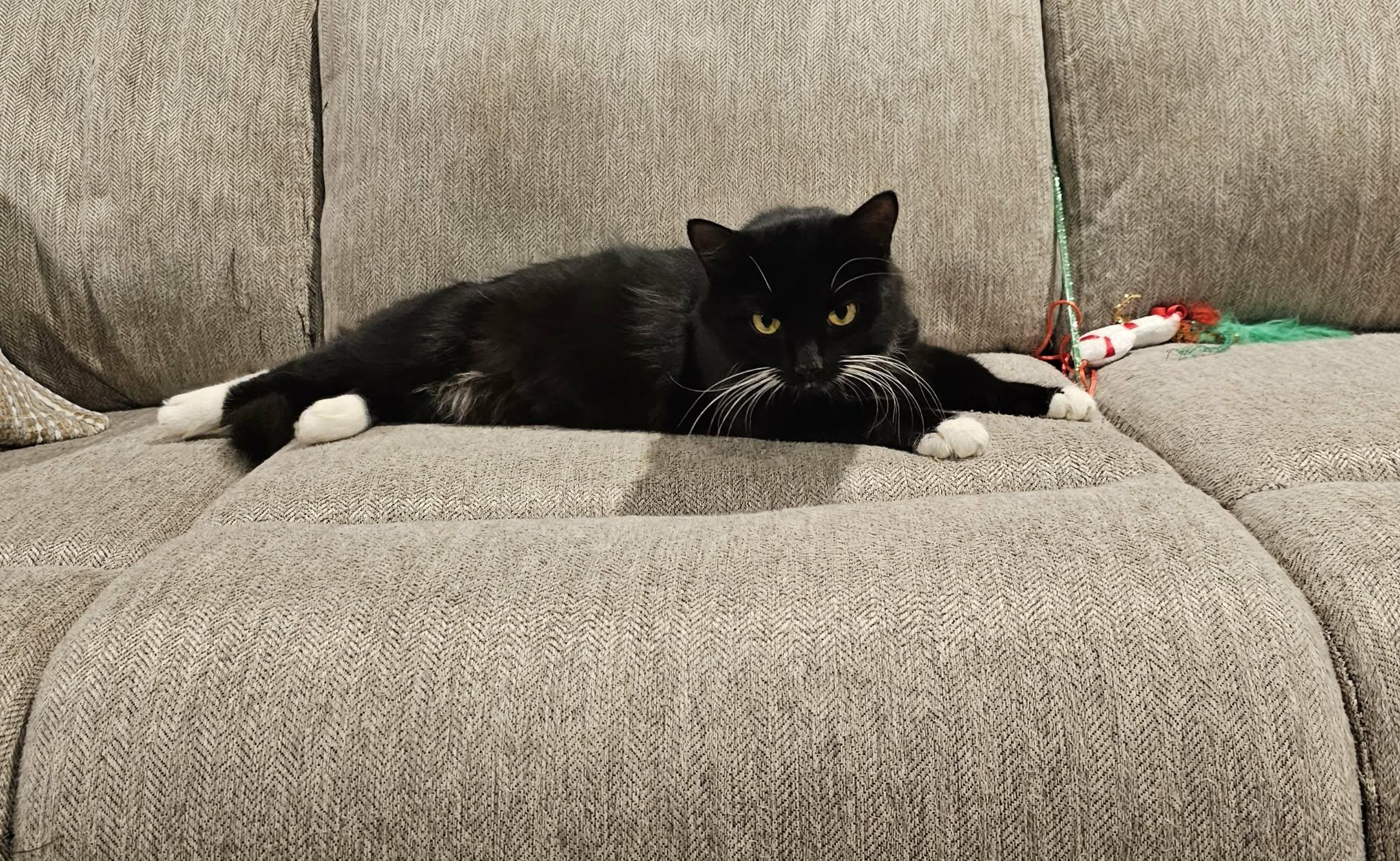 Enlarge Whiskers , an adopted Domestic Short Hair in Enfield, CT image 4/5