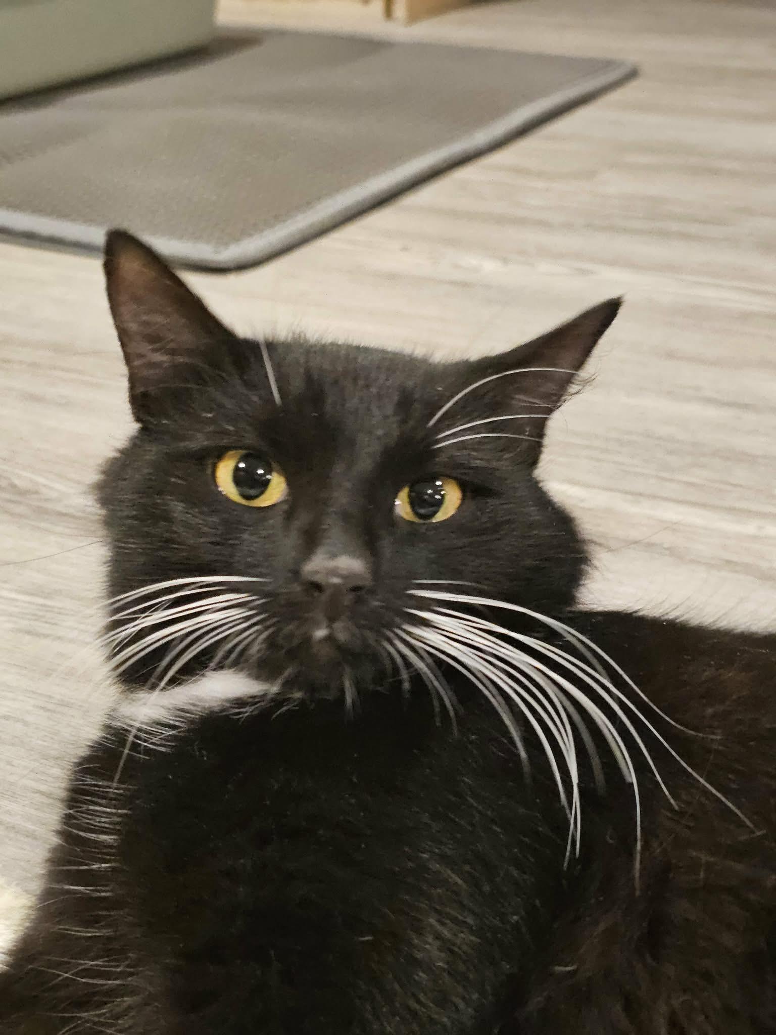 Enlarge Whiskers , an adopted Domestic Short Hair in Enfield, CT image 5/5