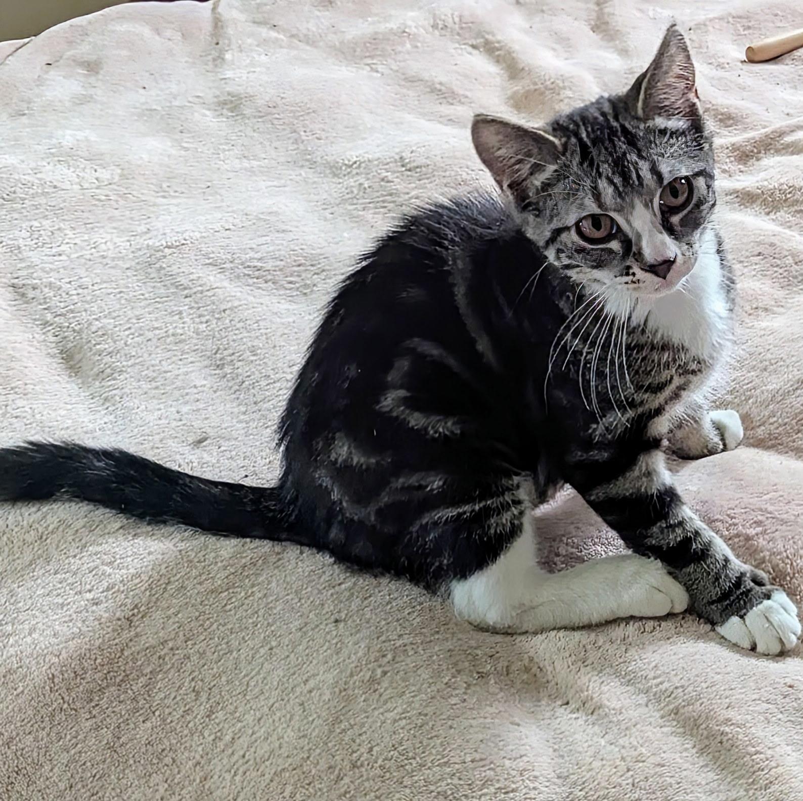 Henry, Adoptable, Kitten Male Domestic Short Hair.