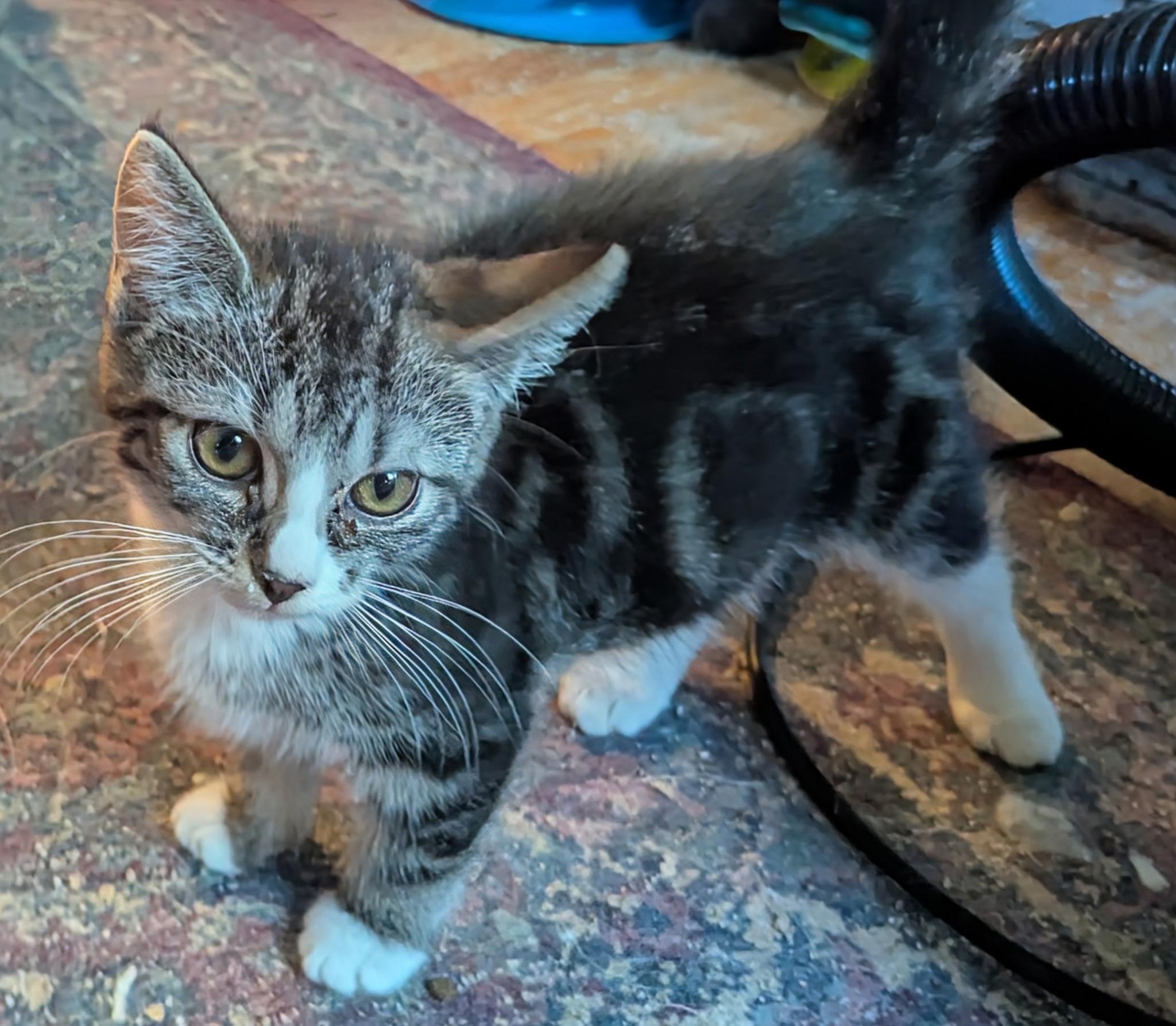 Henry, a Adoptable mixed breed in Export, PA image 3/5