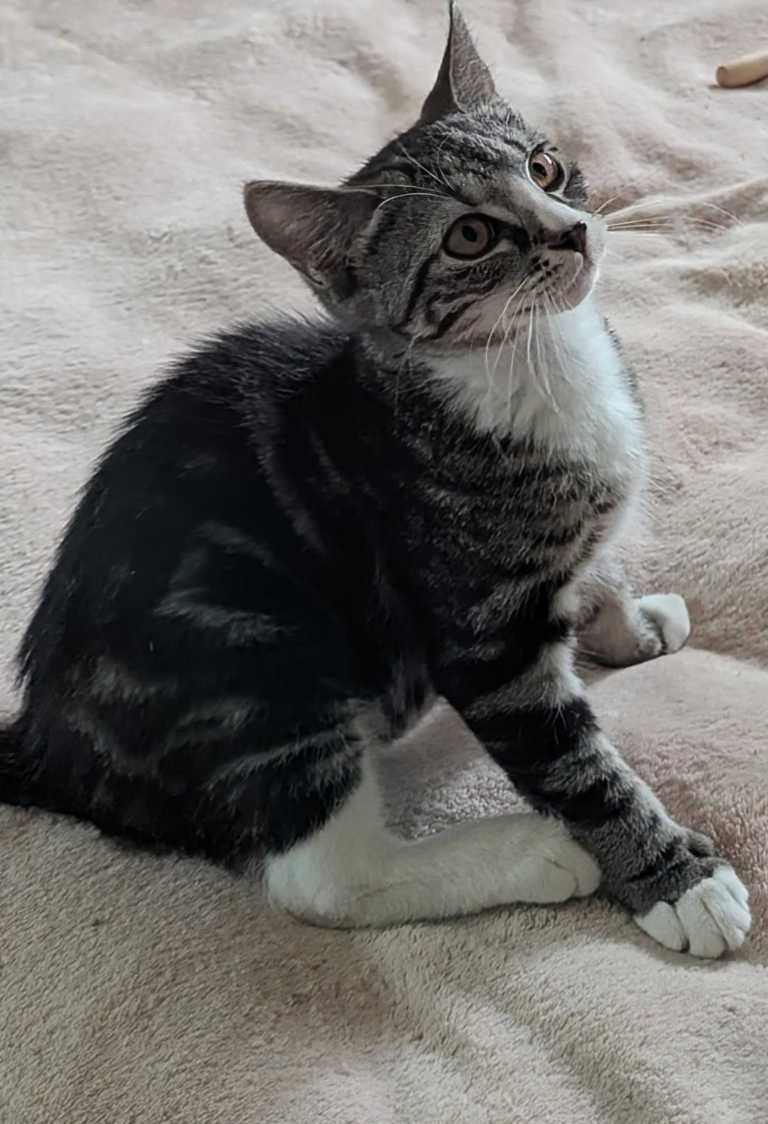 Henry, a Adoptable mixed breed in Export, PA image 4/5