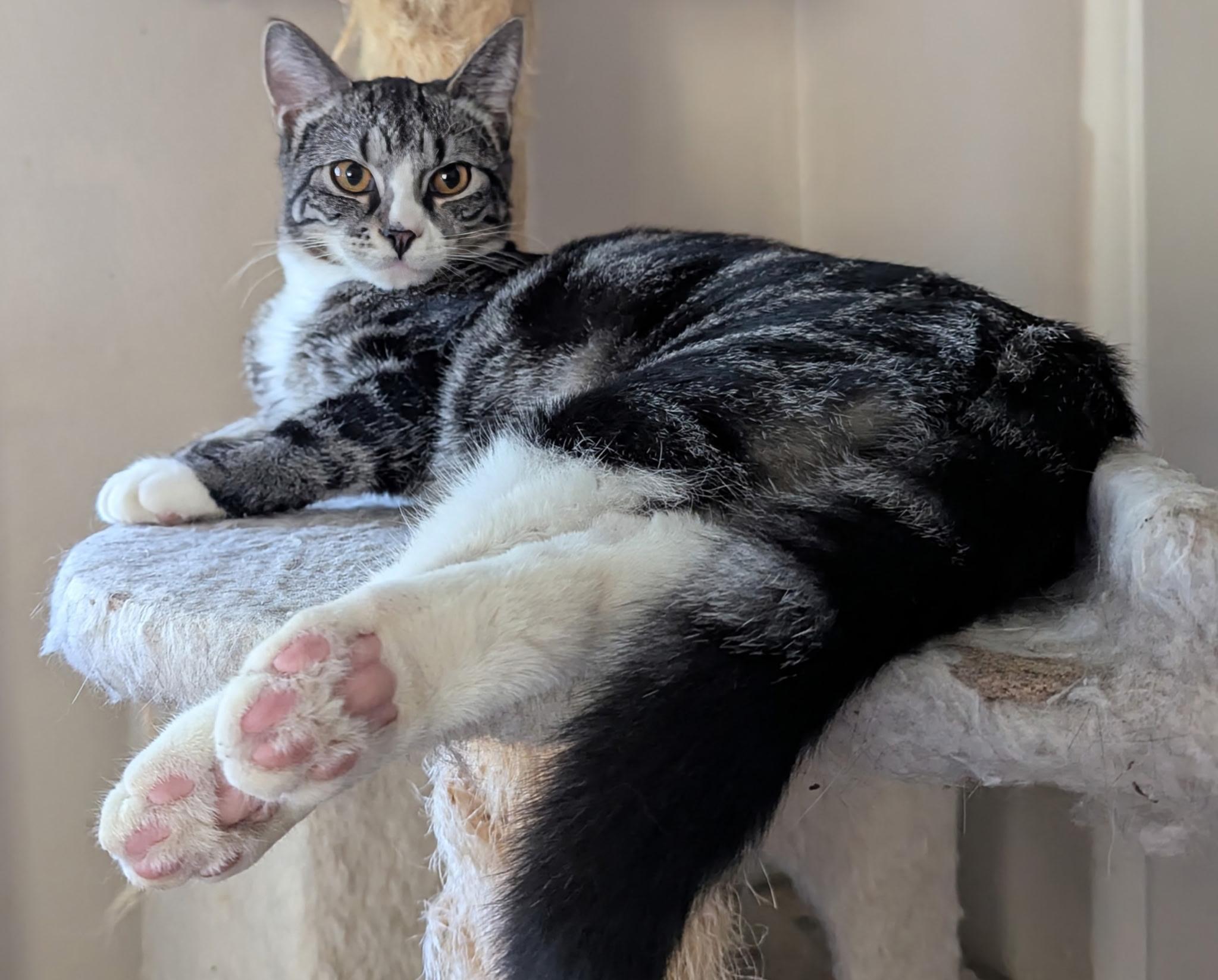 Henry, Adoptable, Kitten Male Domestic Short Hair.