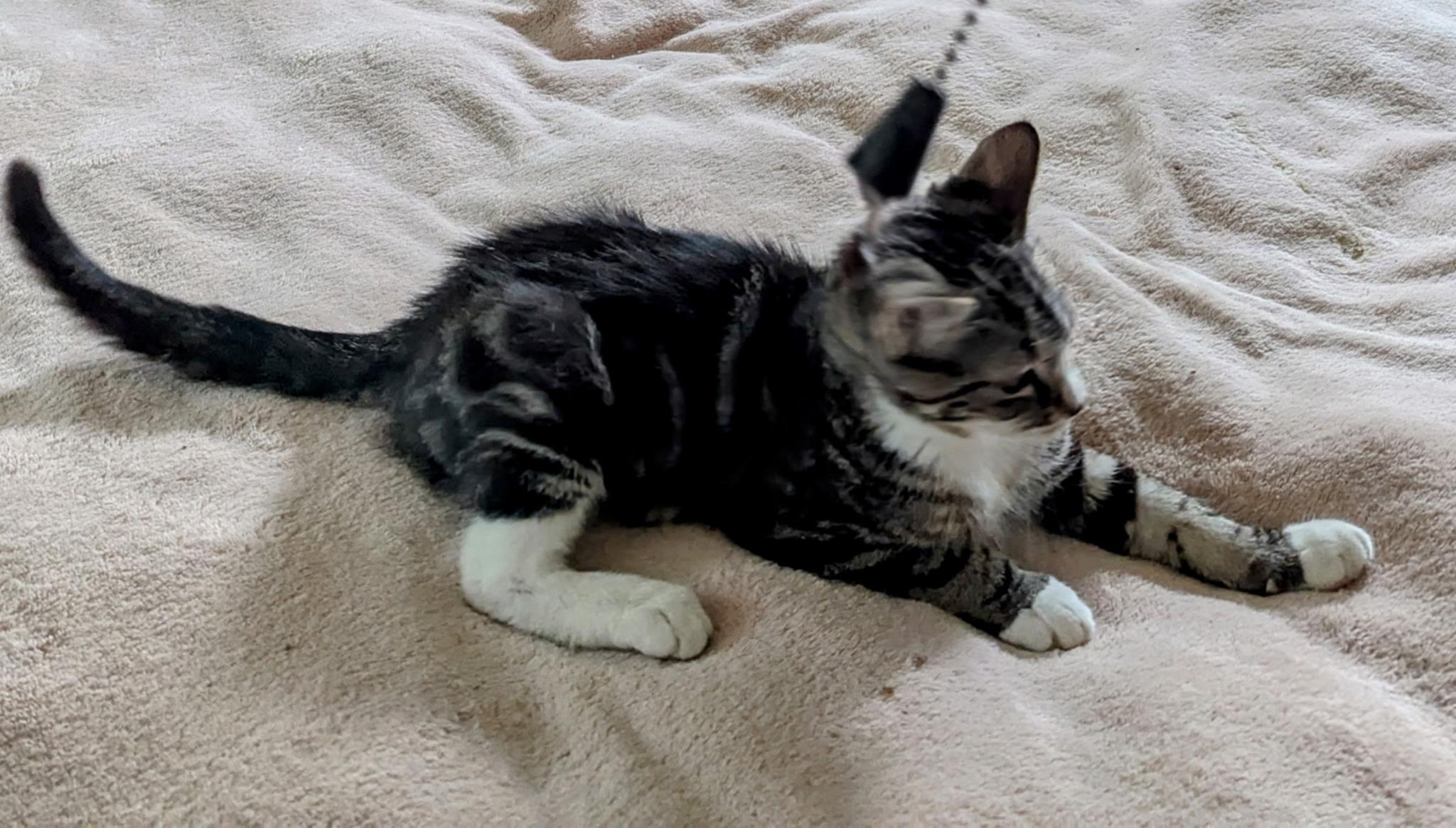 Henry, a Adoptable mixed breed in Export, PA image 5/5