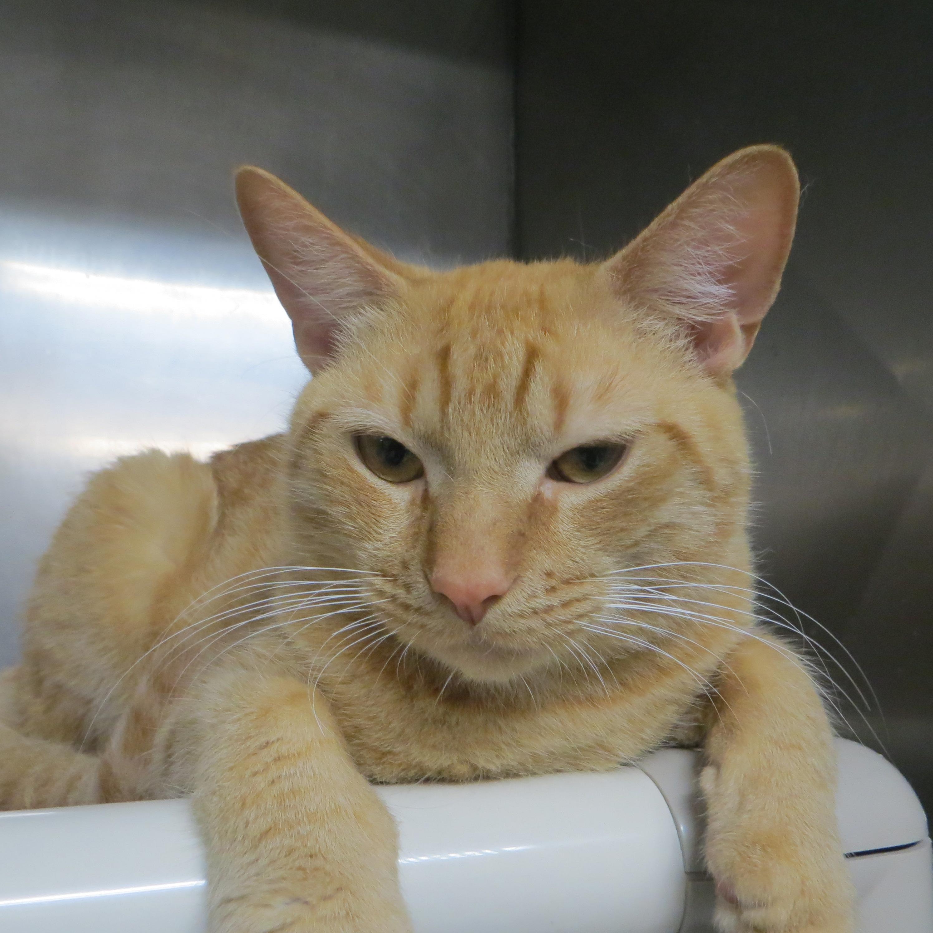 Enlarge Marmalade, a Adopted Domestic Short Hair in Brockton, MA image 3/4